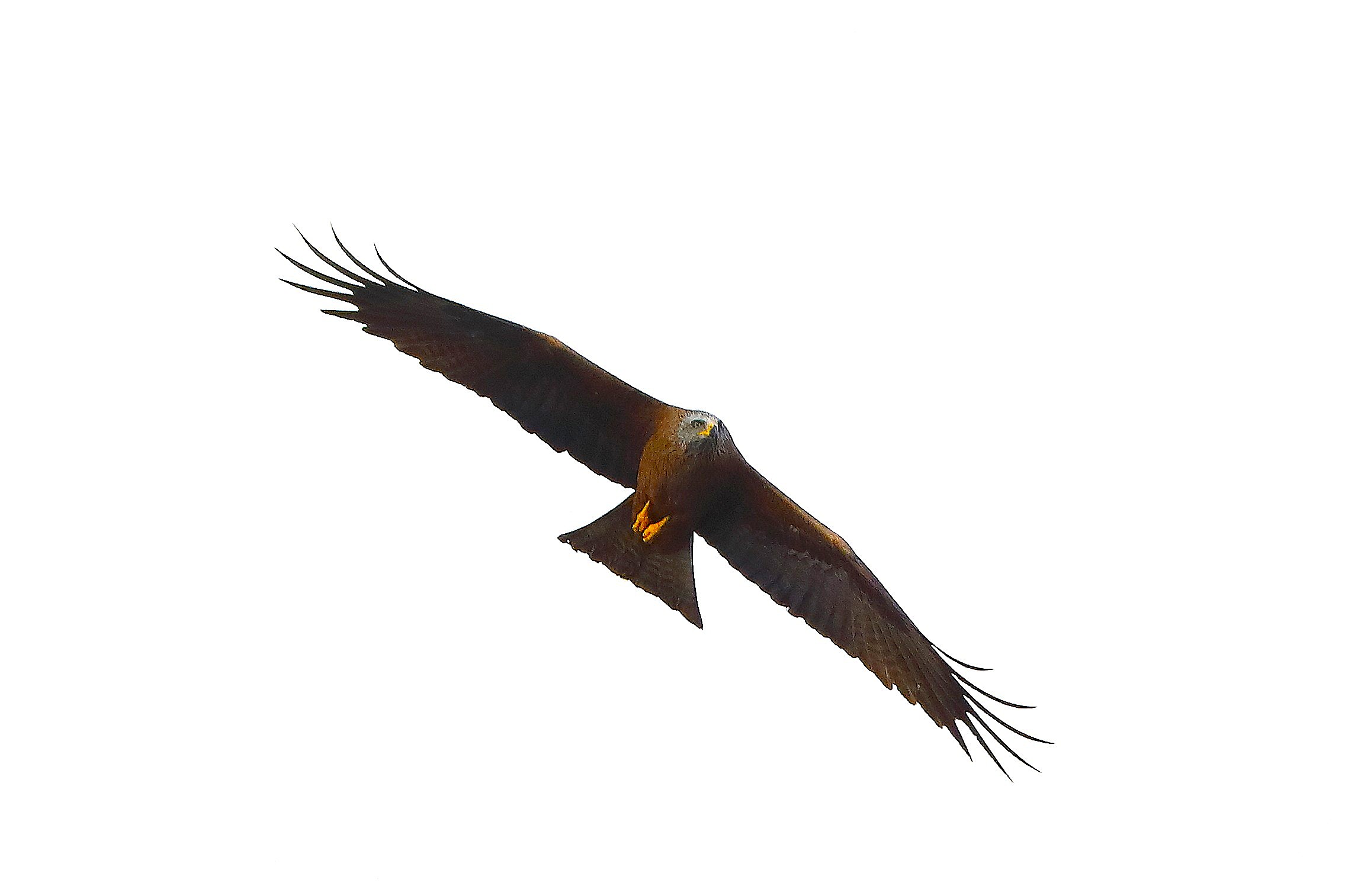 Nibbio bruno 29-03-2025 - 0266