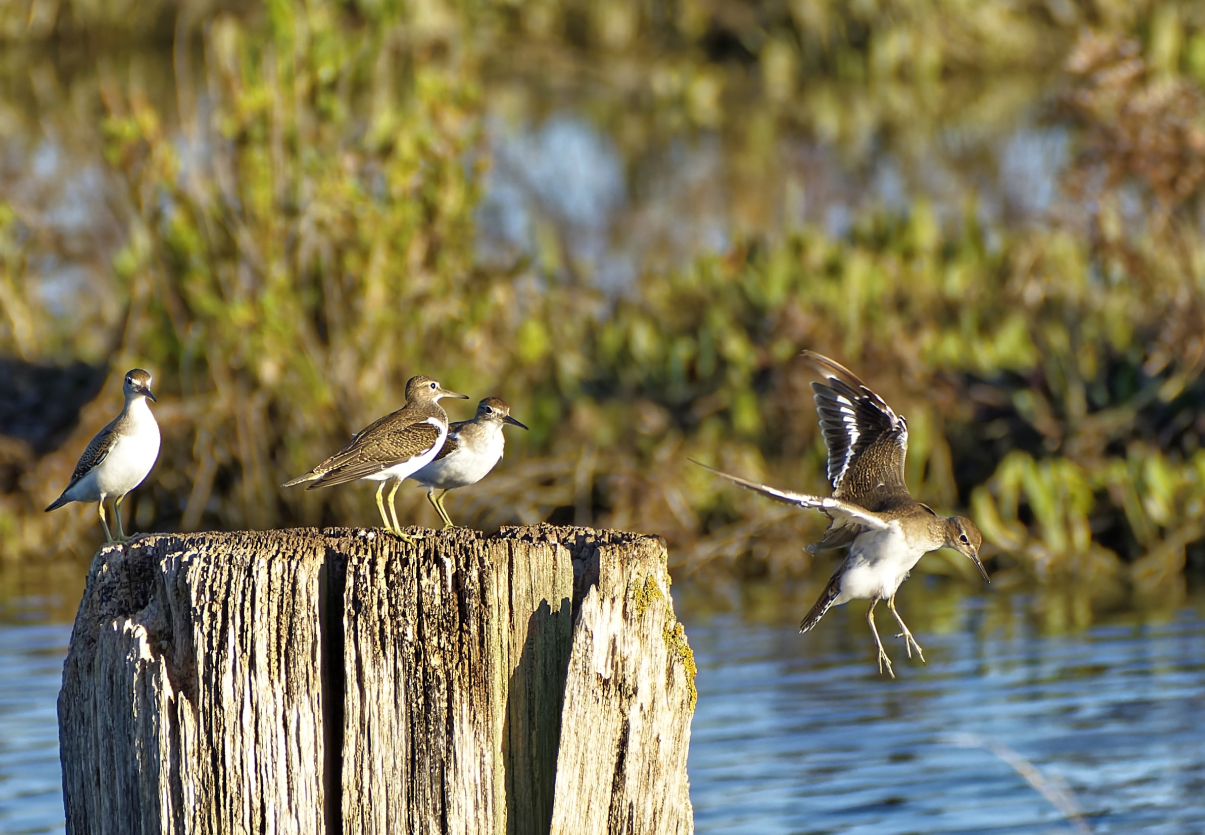 Small Sandpiper