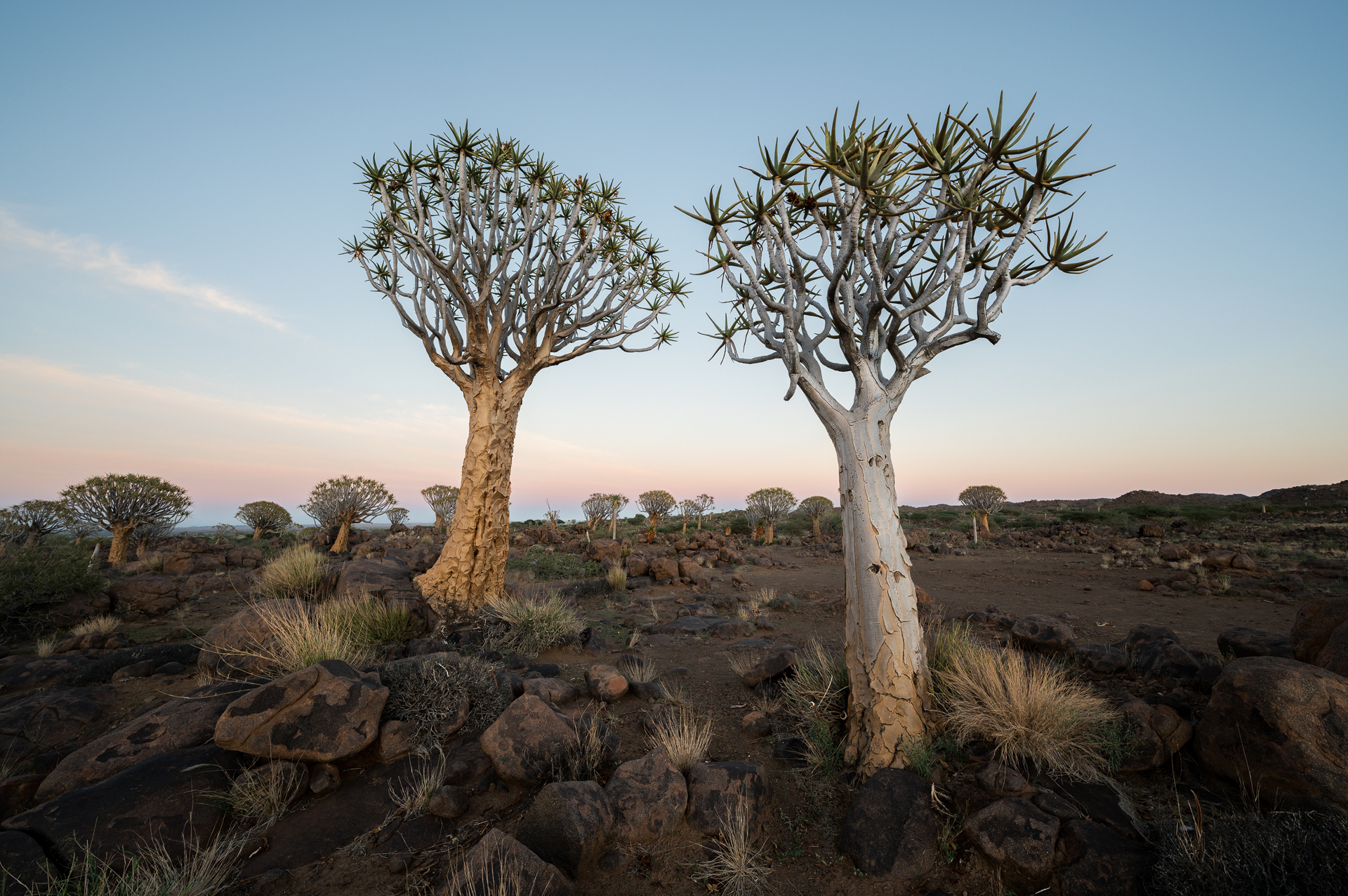 Quivertree