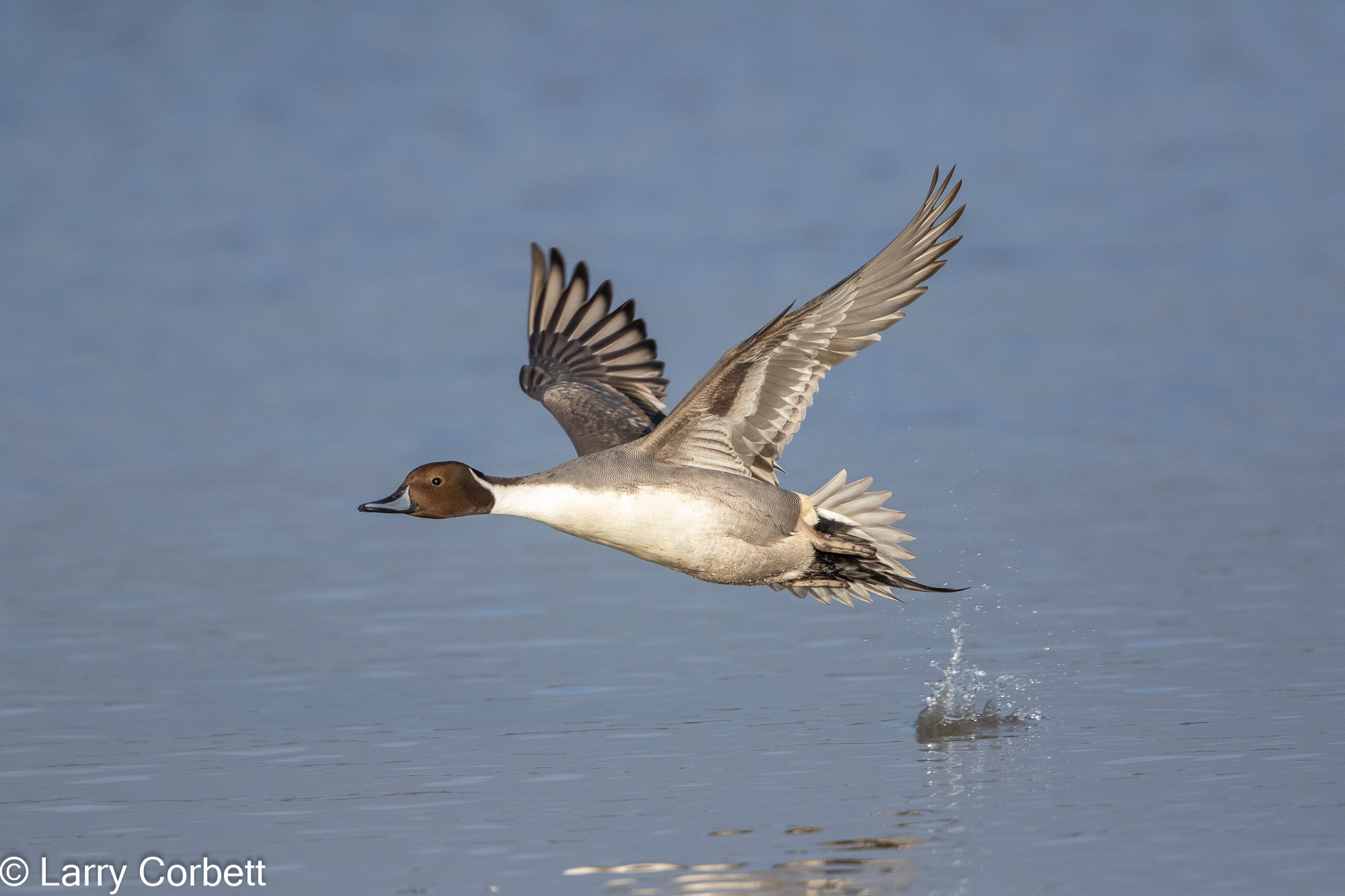 Pintail Duck in flight