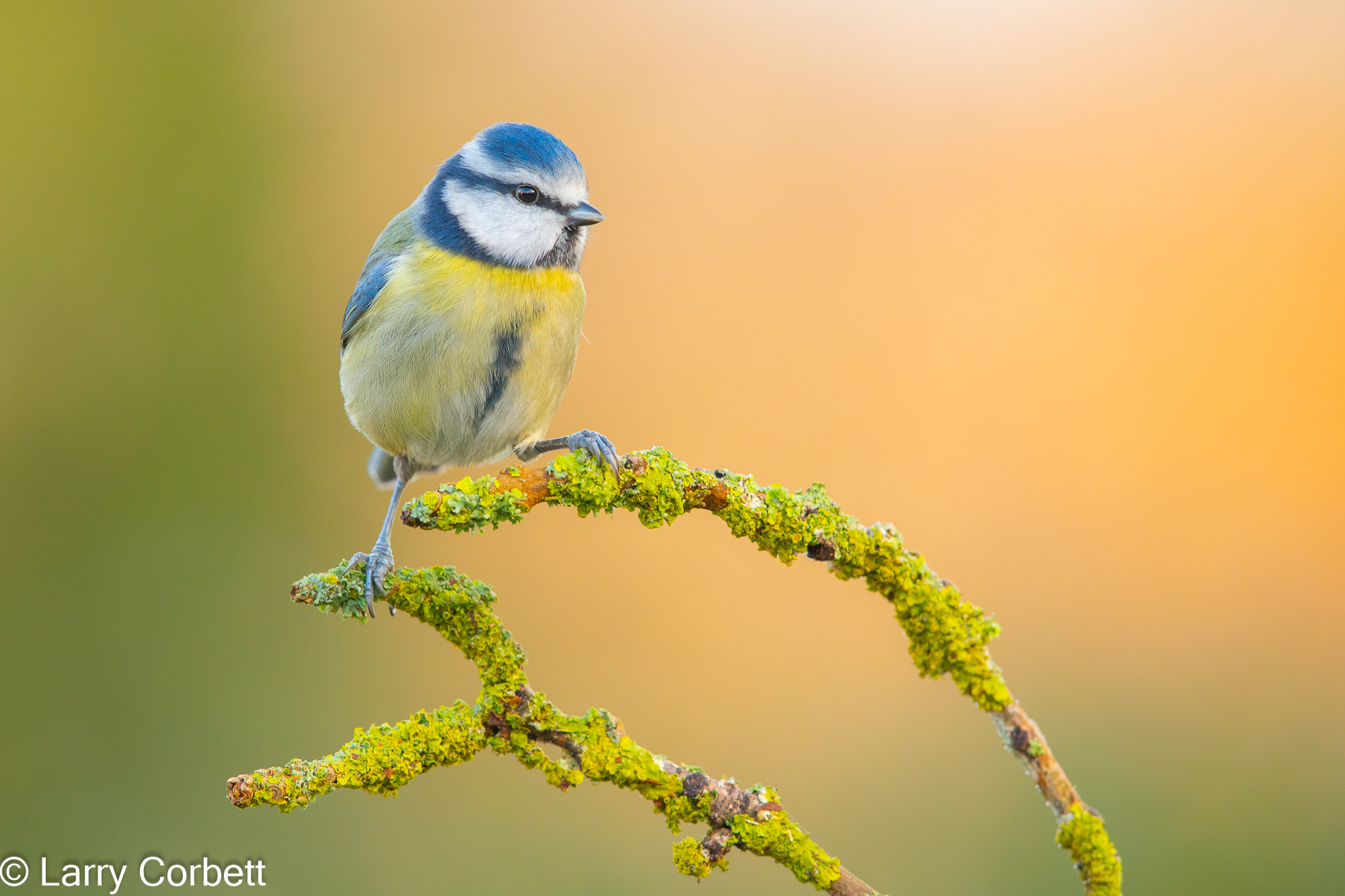 Blue Tit