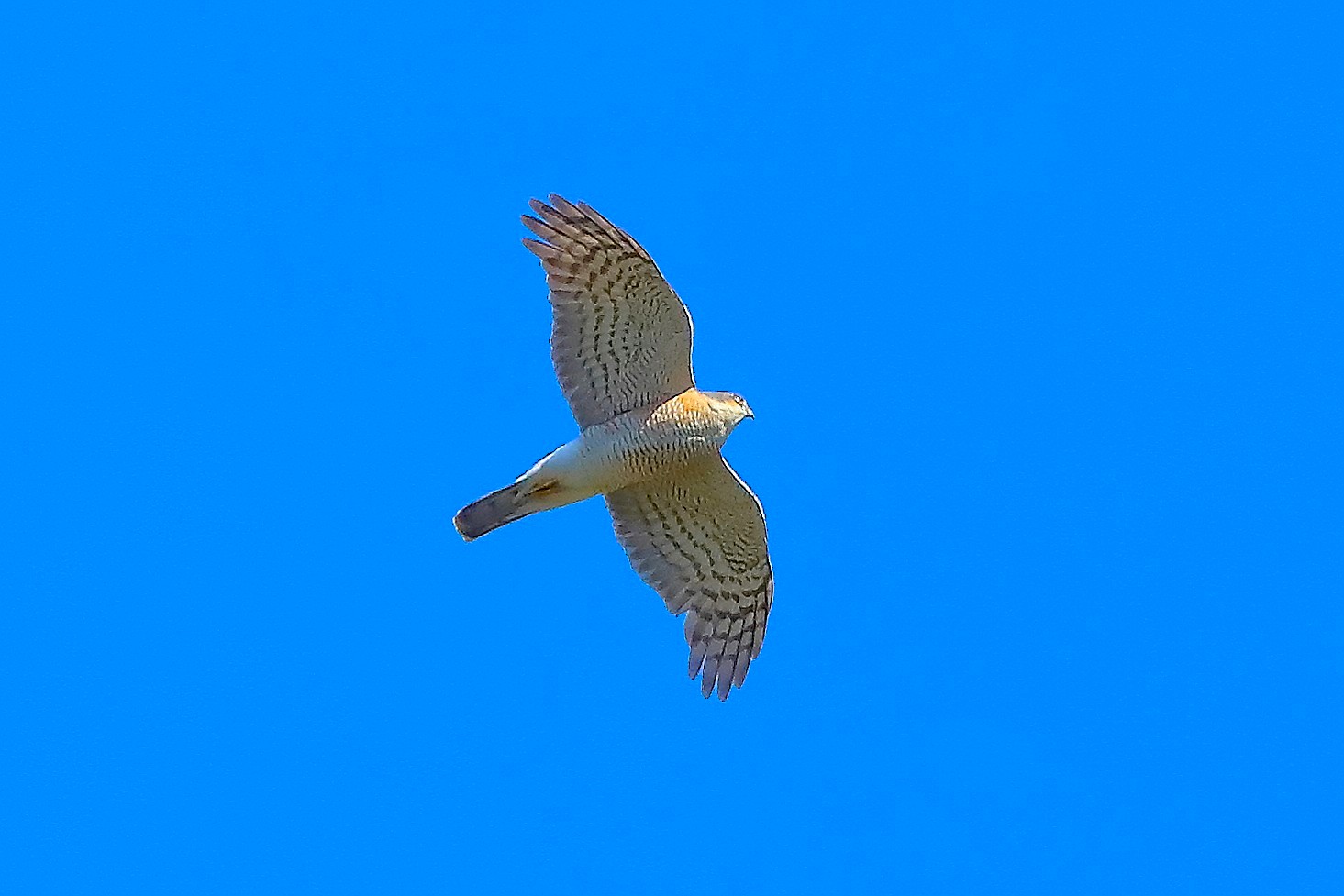 Sparviere 01 aprile 2025 - 0086