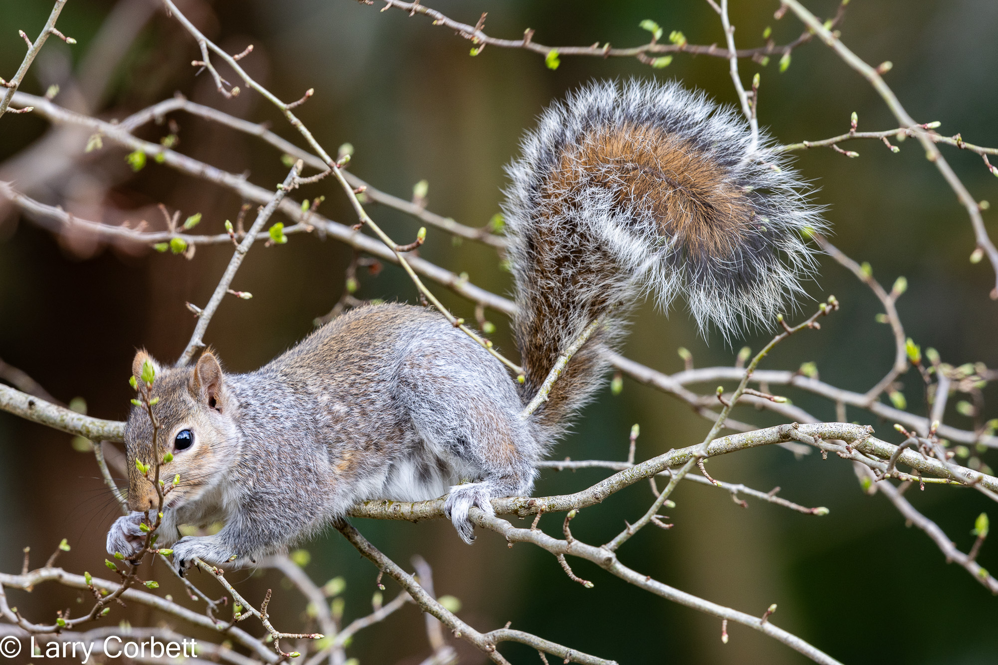 Grey Squirrel eating hawthorn buds