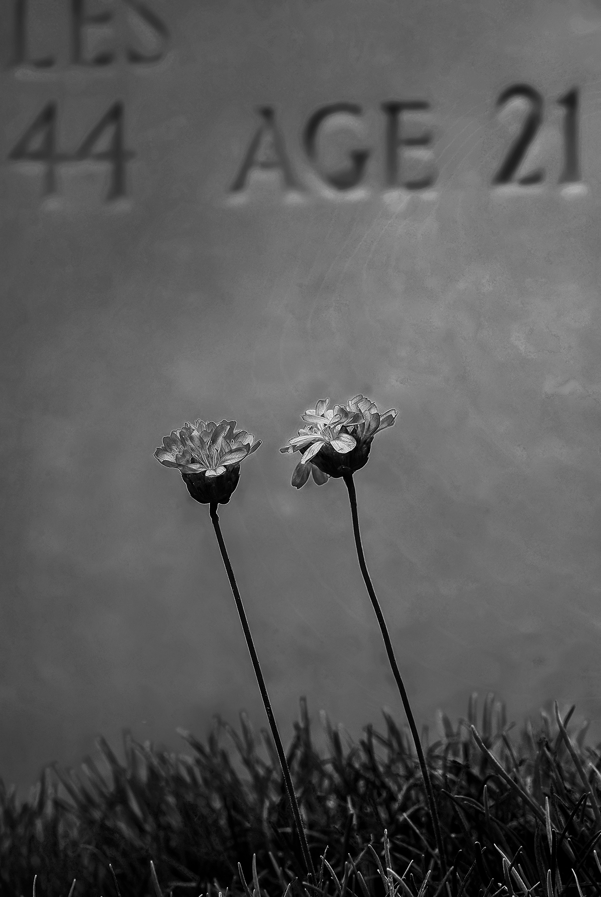 Two flowers for the rifleman