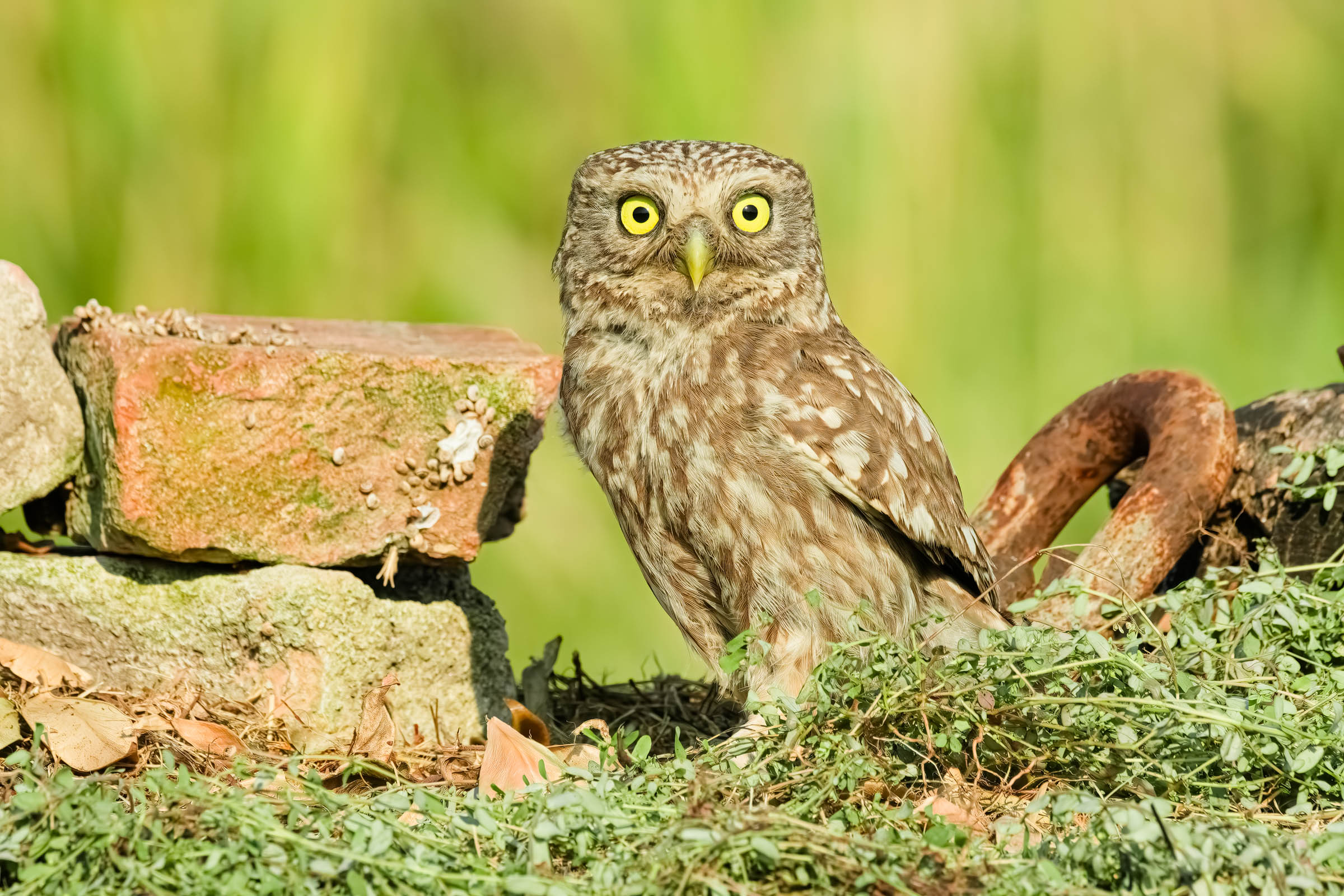 Owl