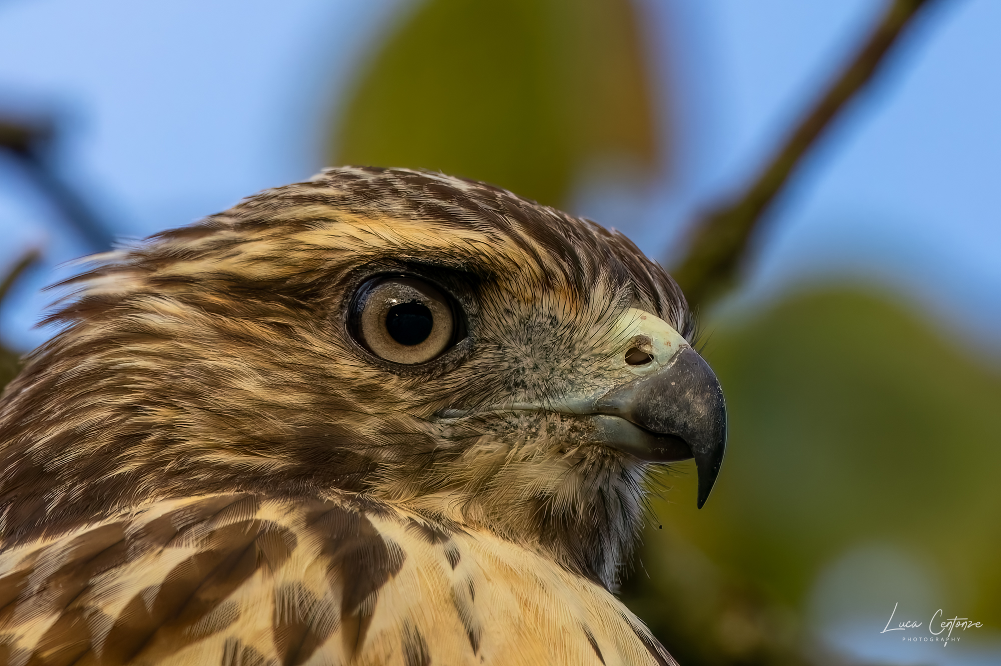Super close encounter