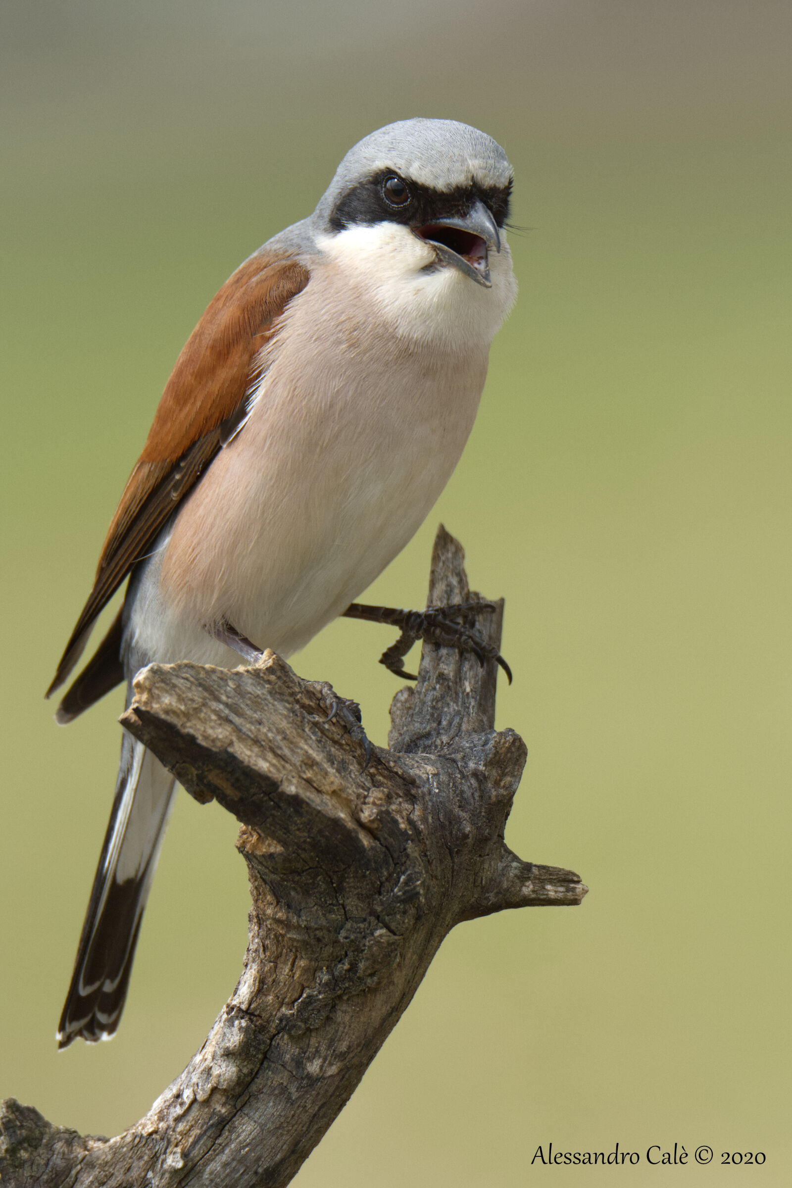 Lanius collurio (Averla piccola) 6914
