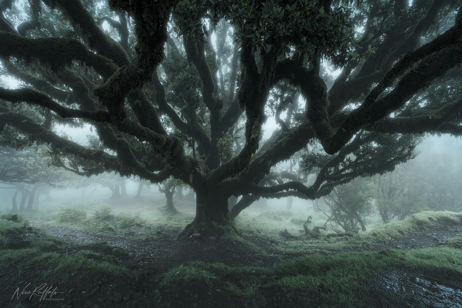 Il Custode nella nebbia