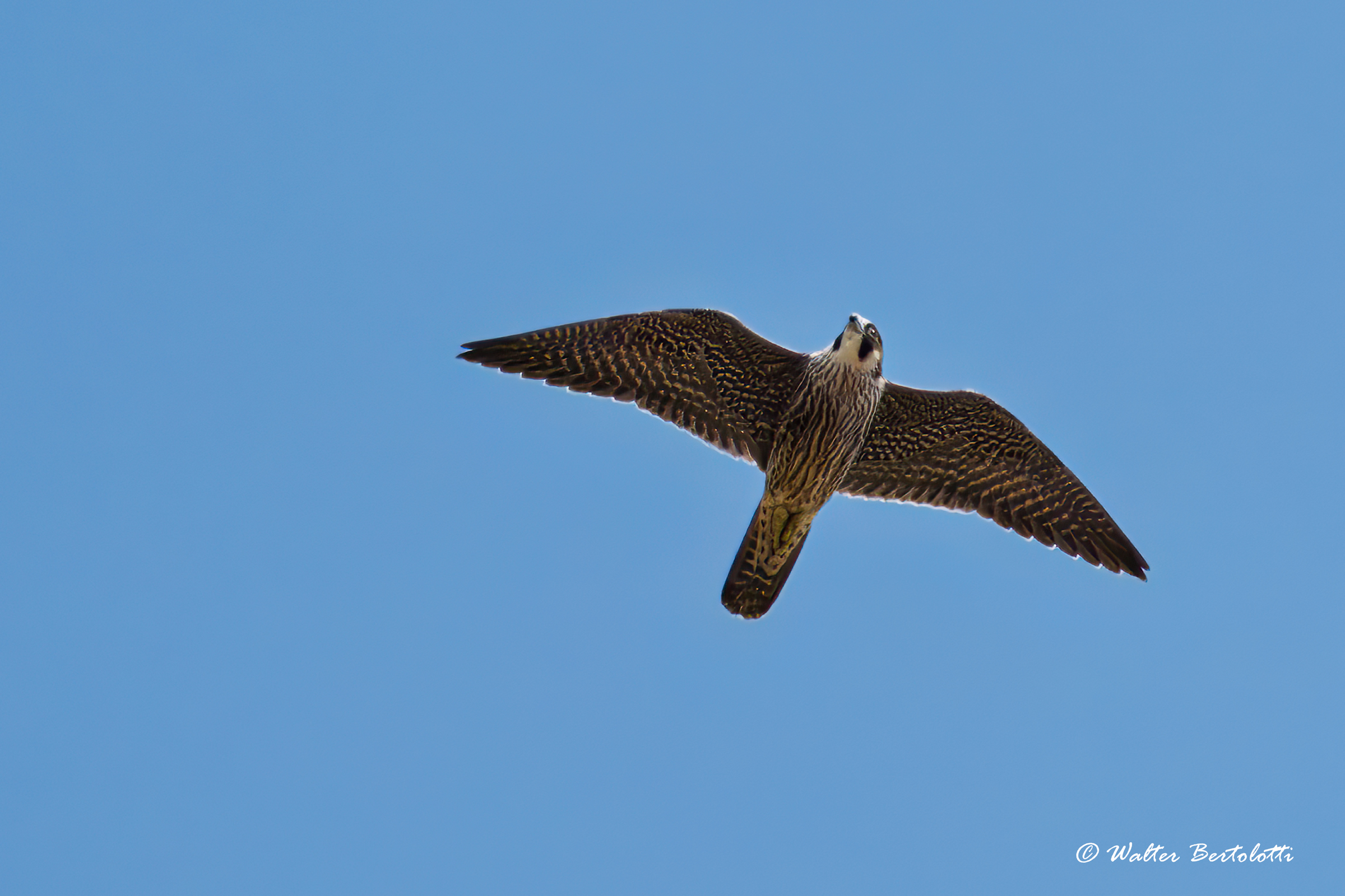 falco della regina in caccia
