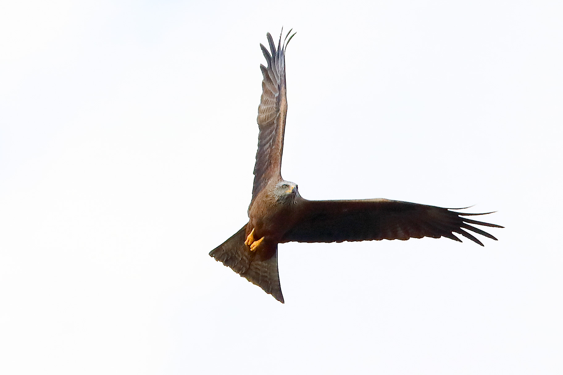 Nibbio bruno 29 marzo 2025 - 0267