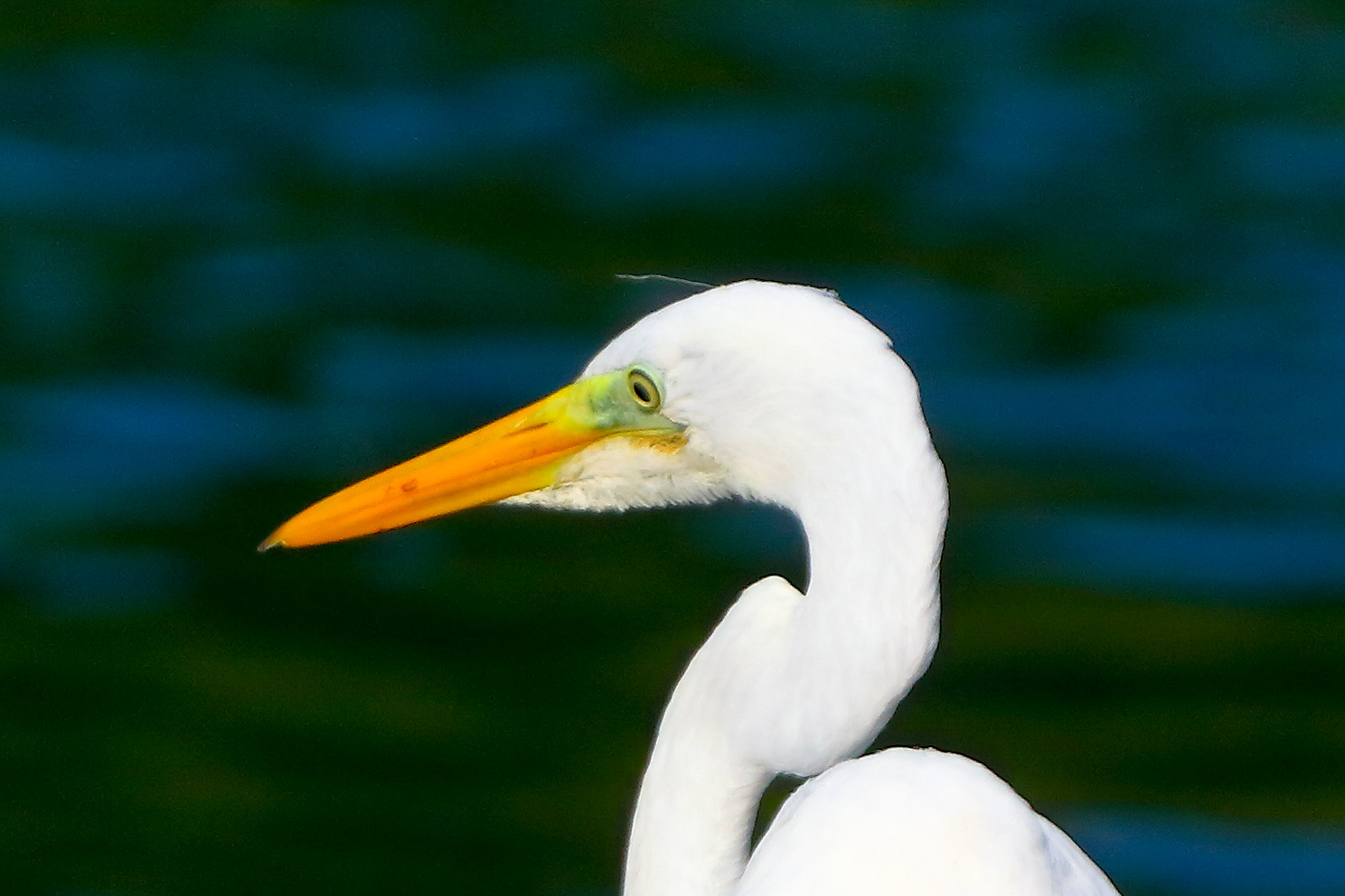 Airone BM agosto 2025 - 0037