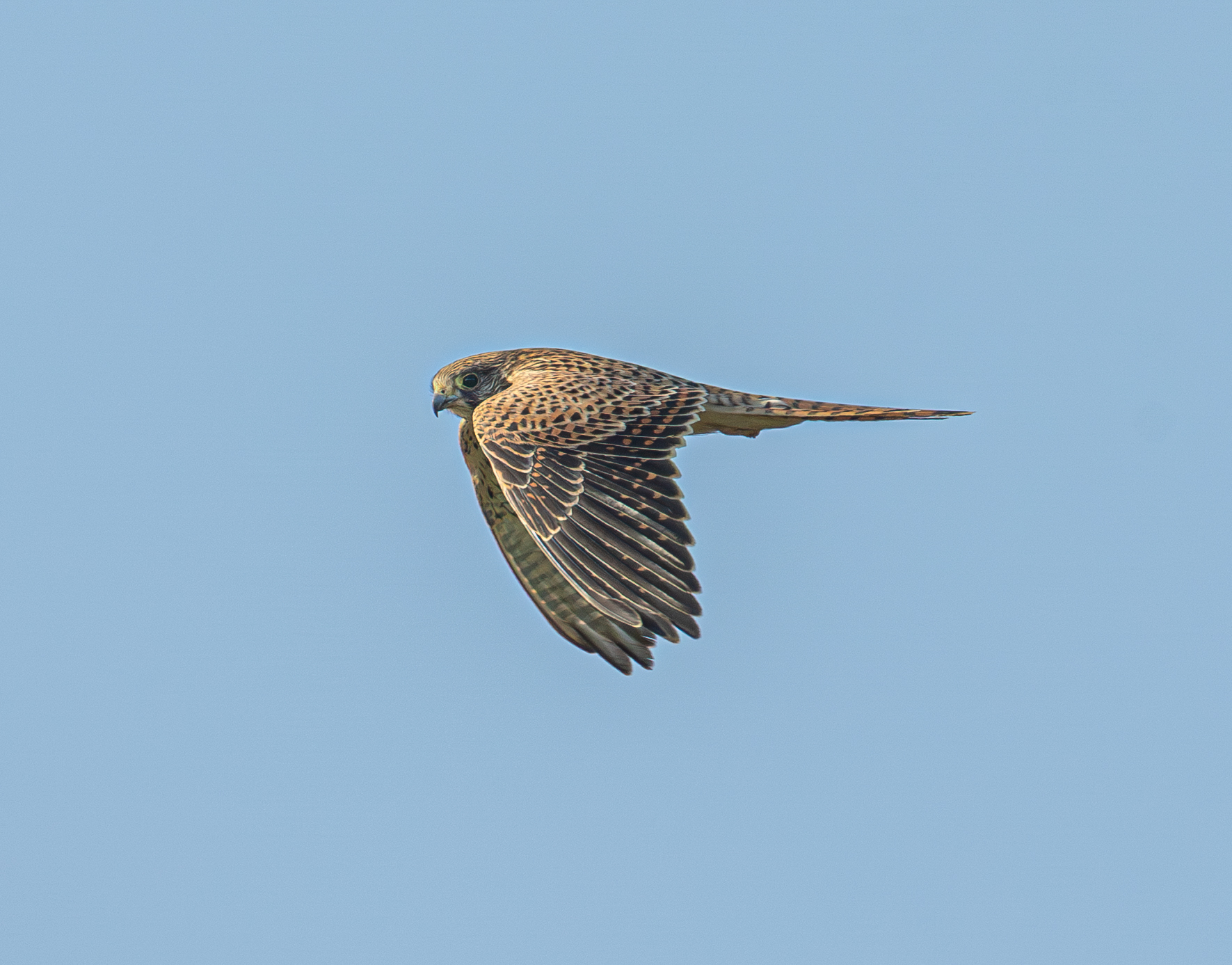 Female kestrel