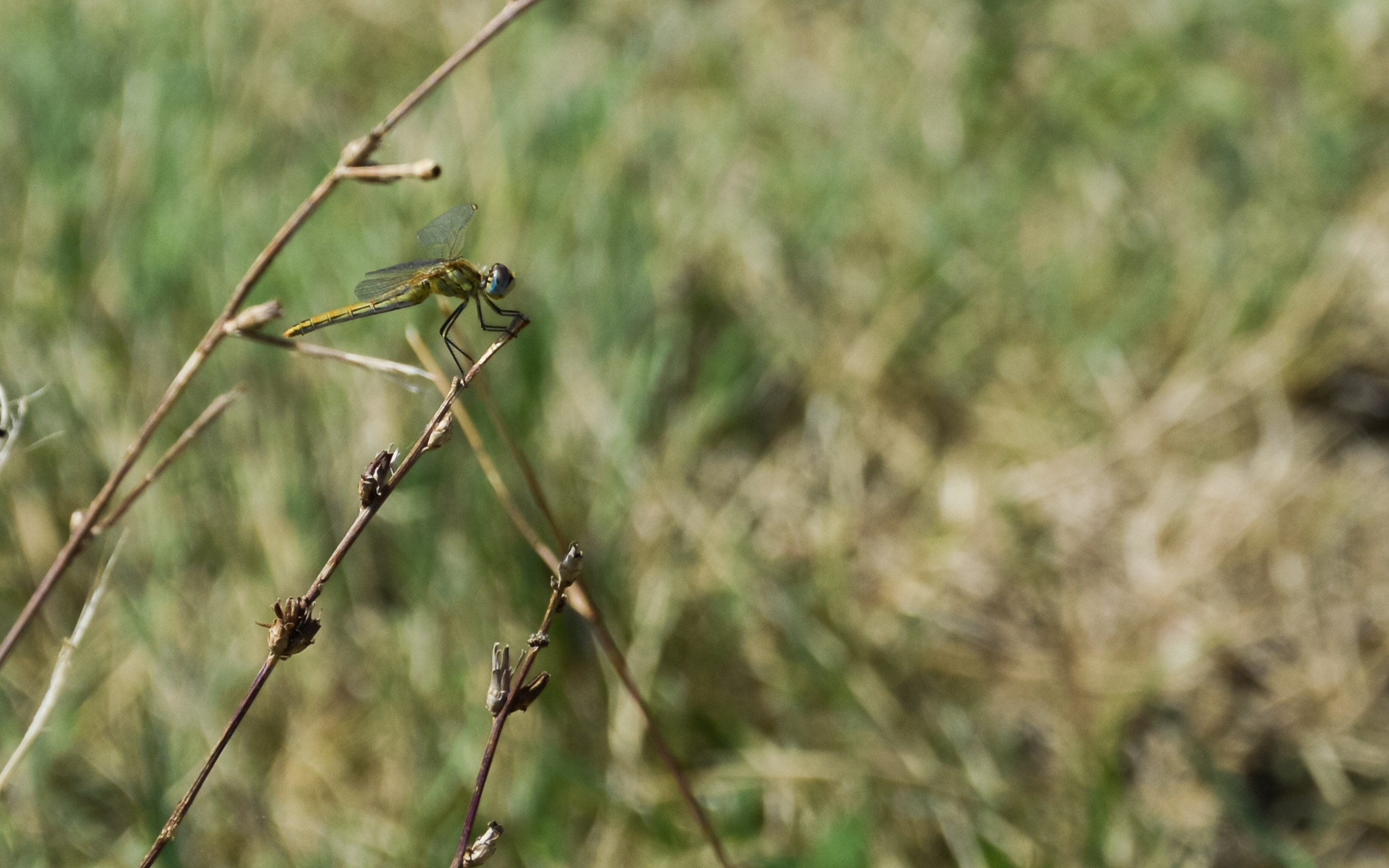 Libellula