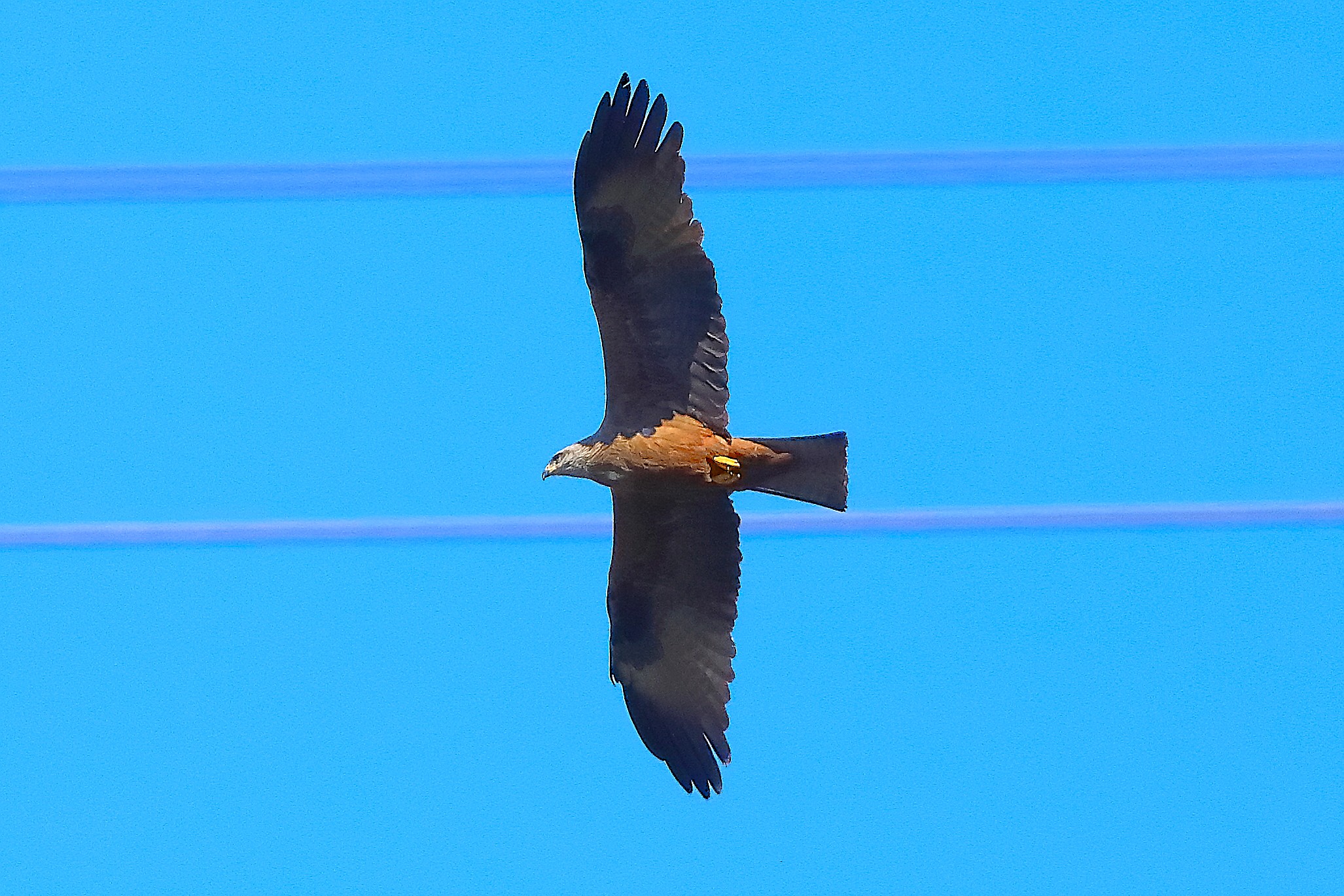 Nibbio bruno 01 aprile 2025 - 0093