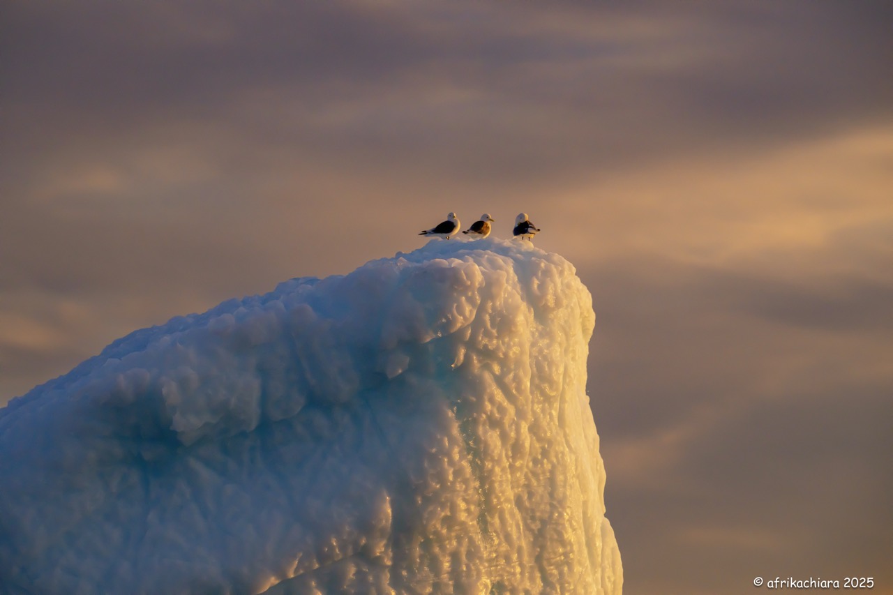 Seagulls on top of an iceberg