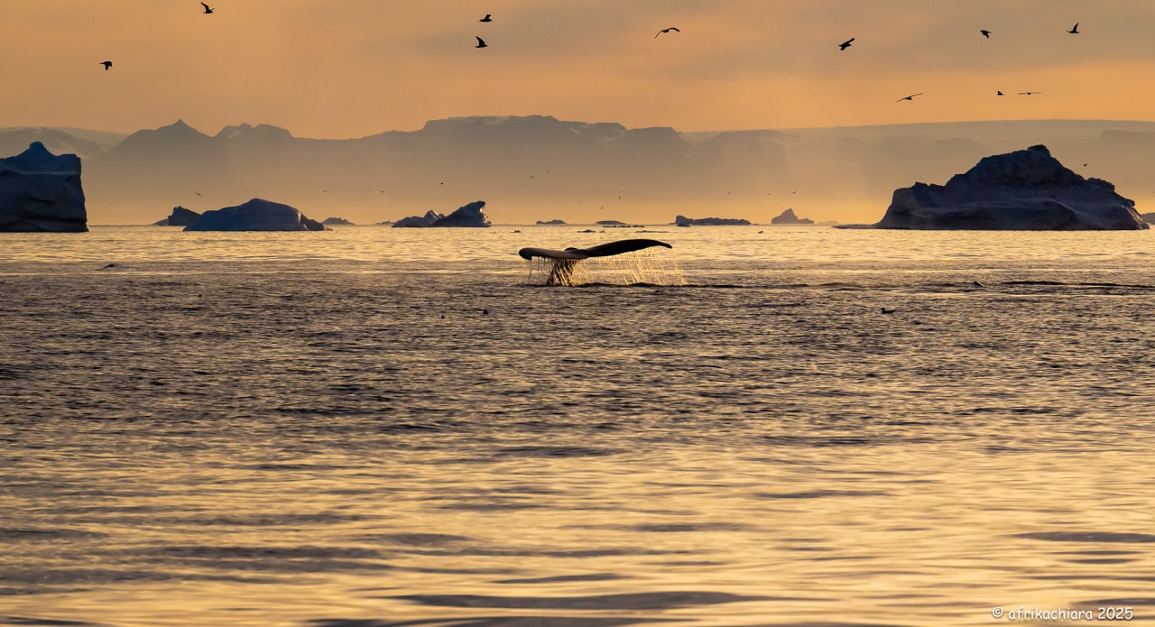 The dance of the humpback whales