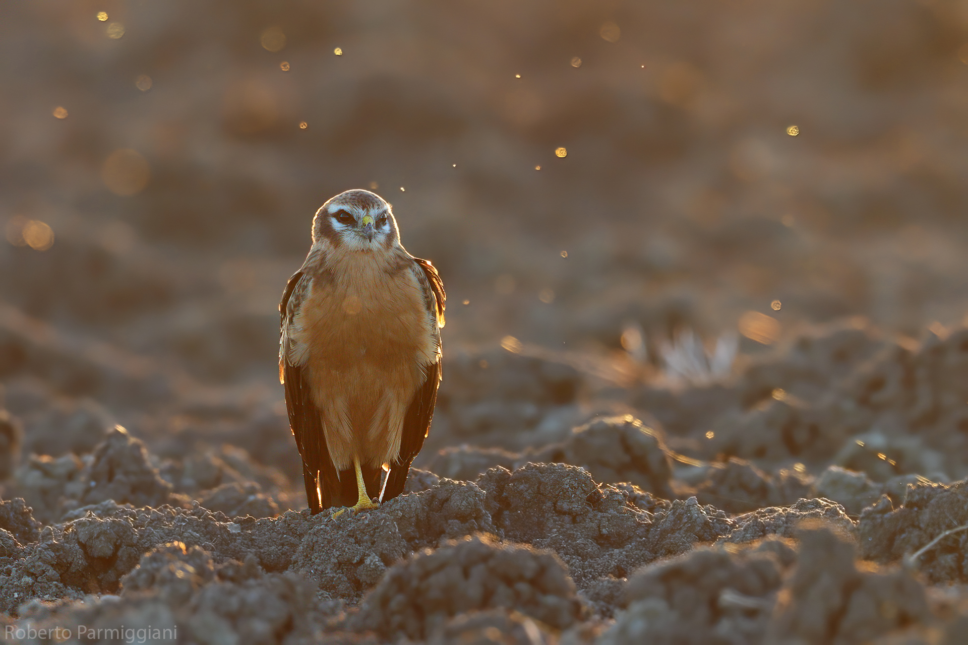 Montagu's Harrier