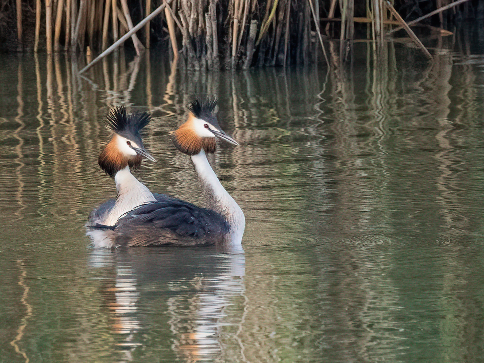 Grebes