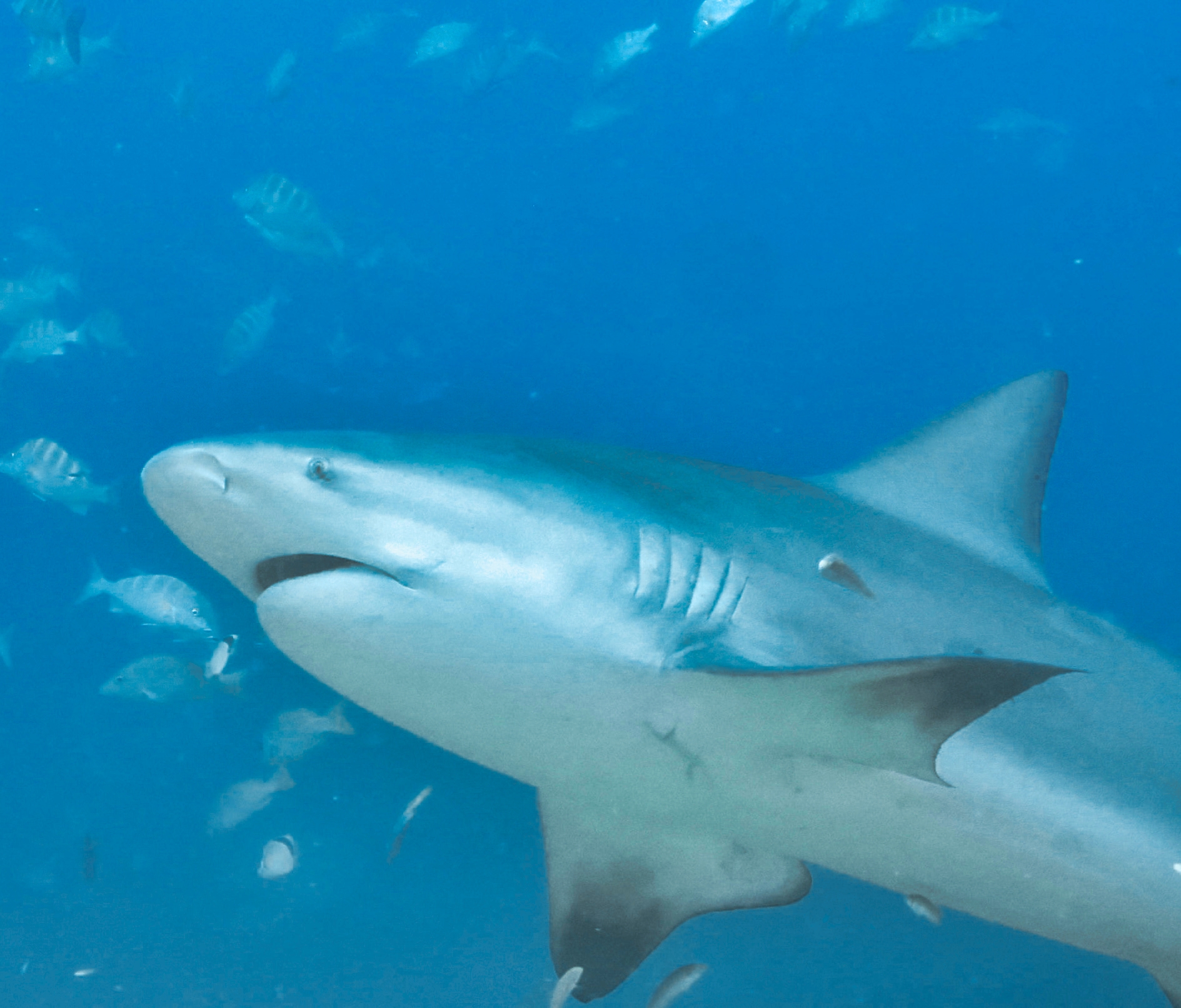 Bull shark 2