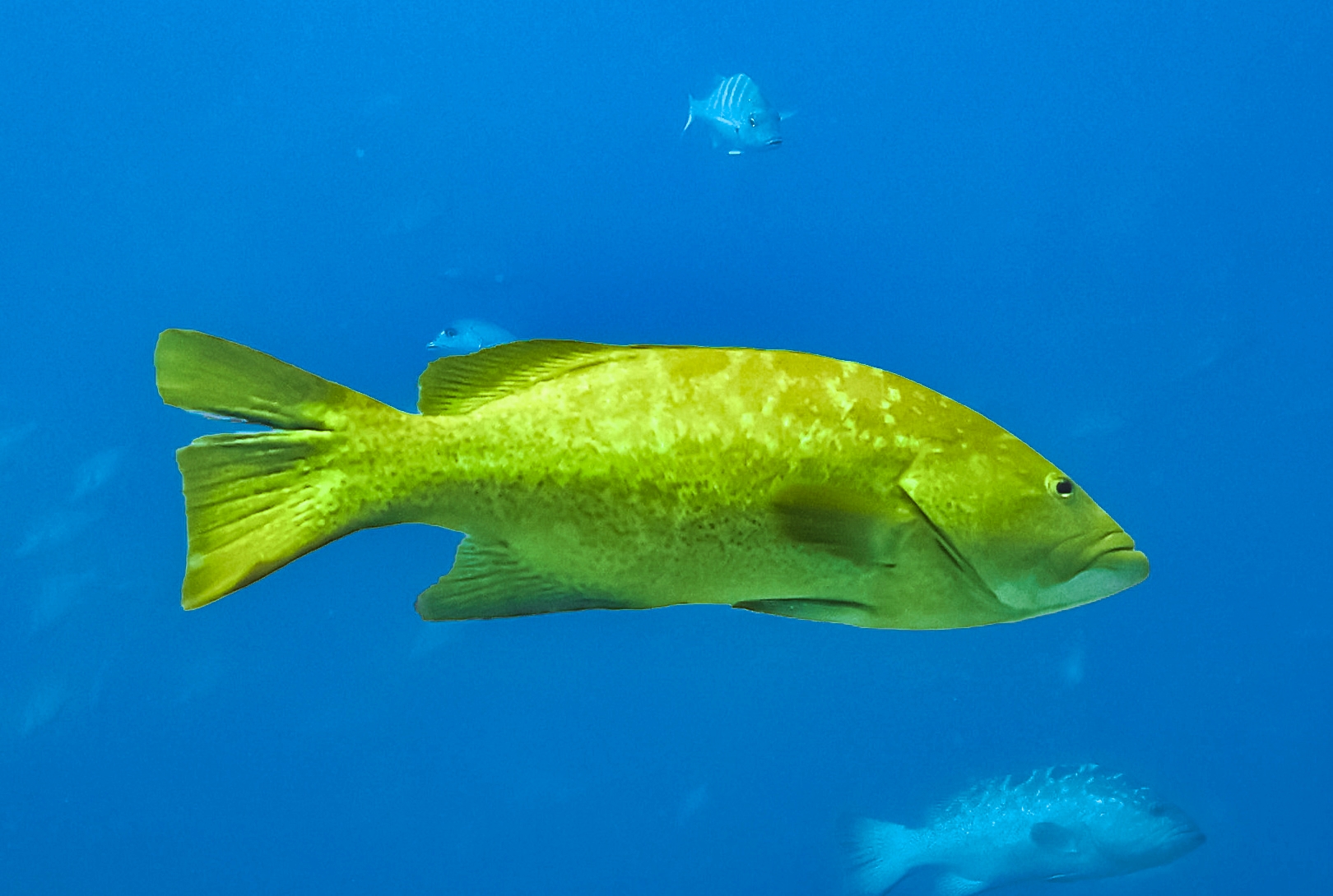 Yellow grouper