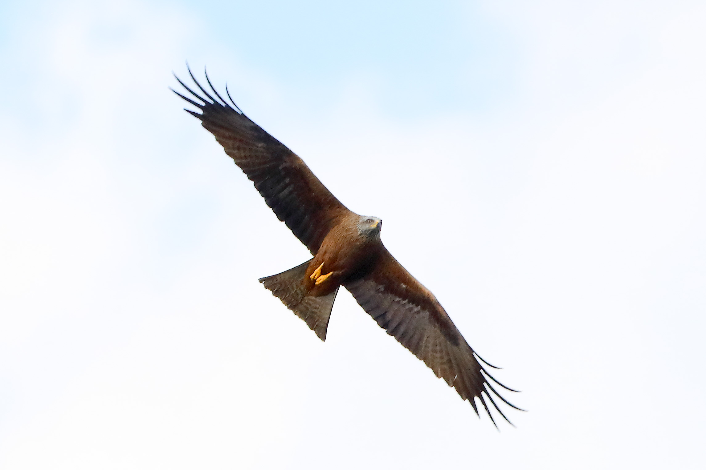 Nibbio bruno 29 marzo 2025 - 0268