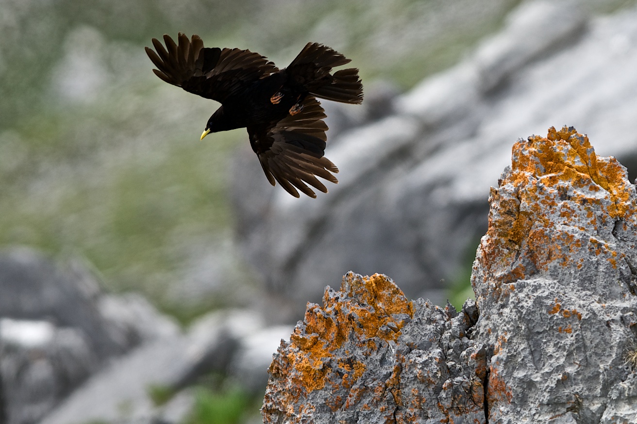 Alpine Chough