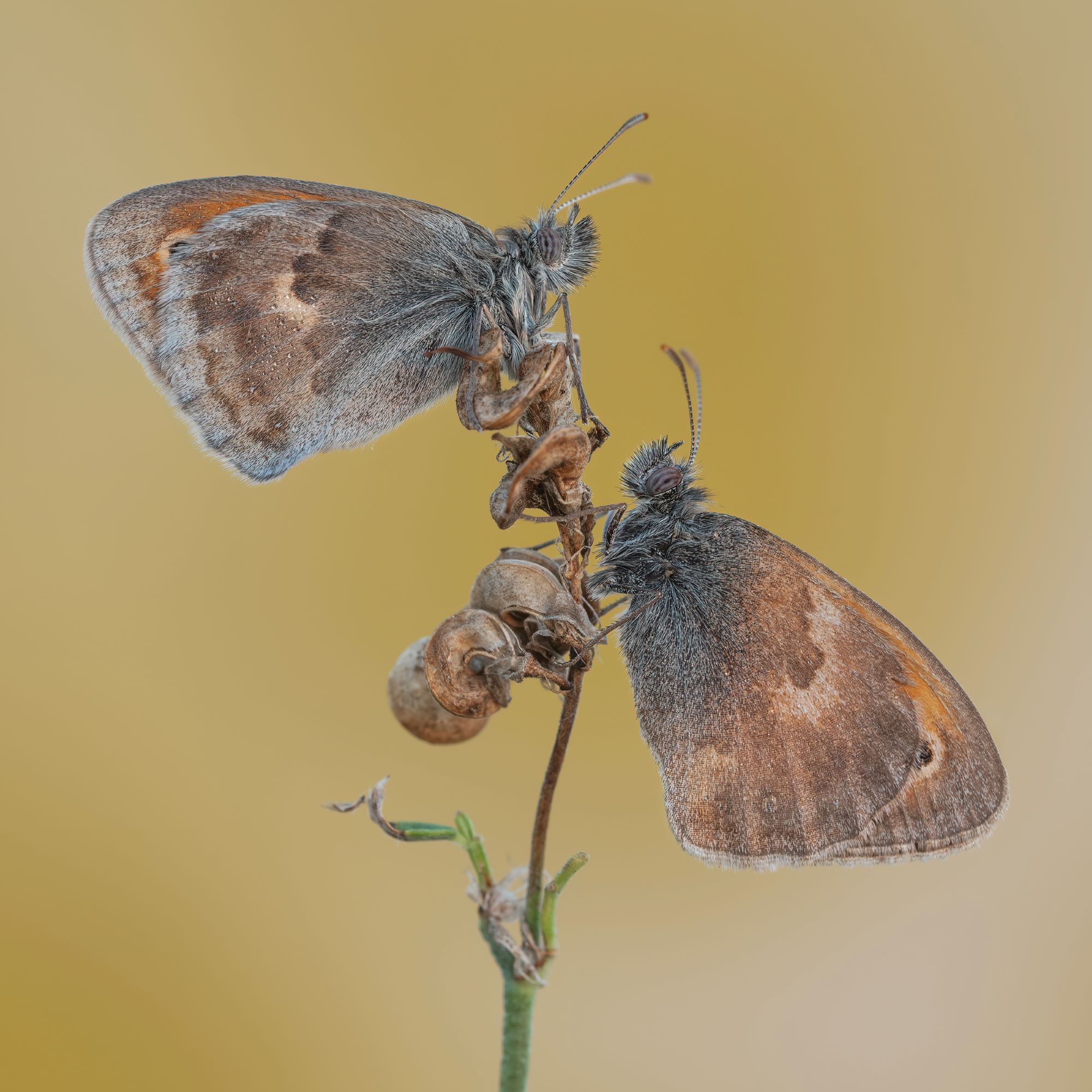 Coenonympha pamphilius