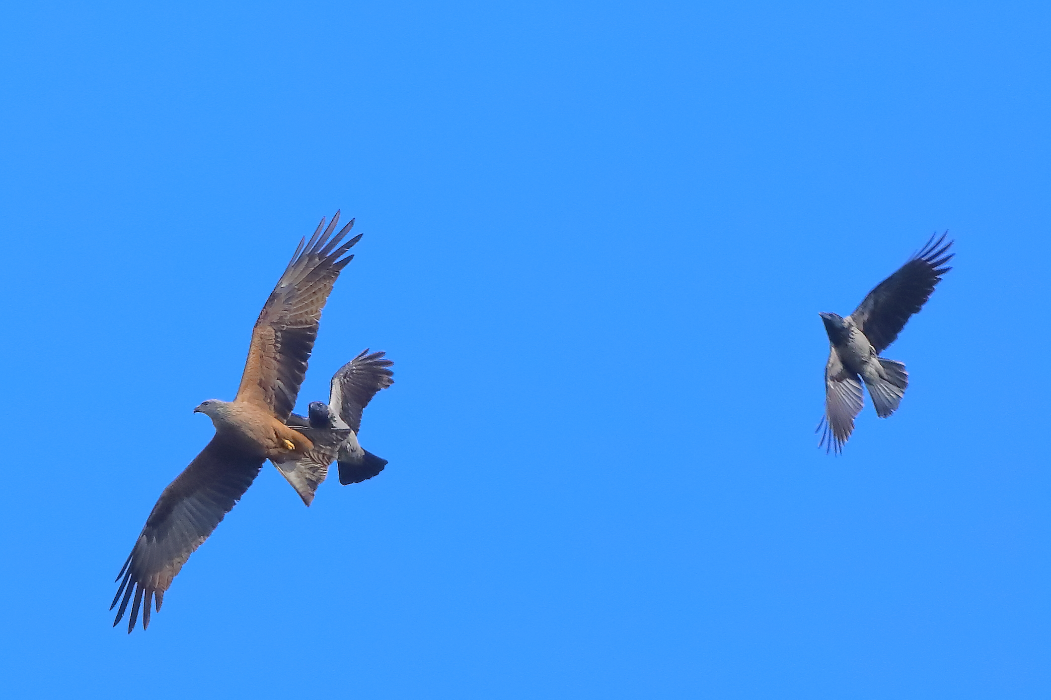 Nibbio vs Corvo 03 aprile 2025 - 0019