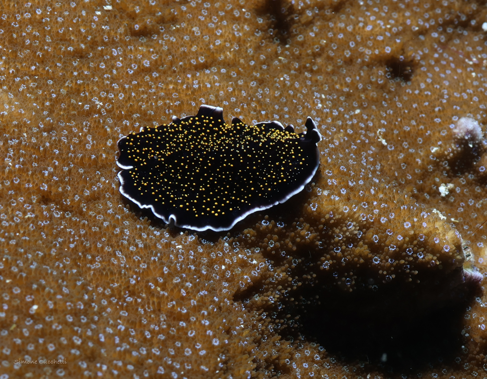 Starry nudibranch