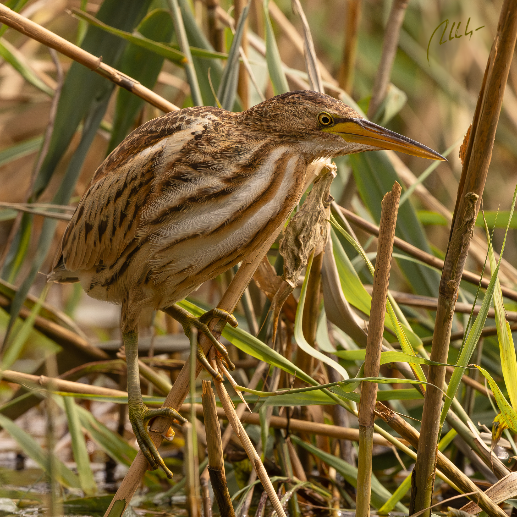 little bittern