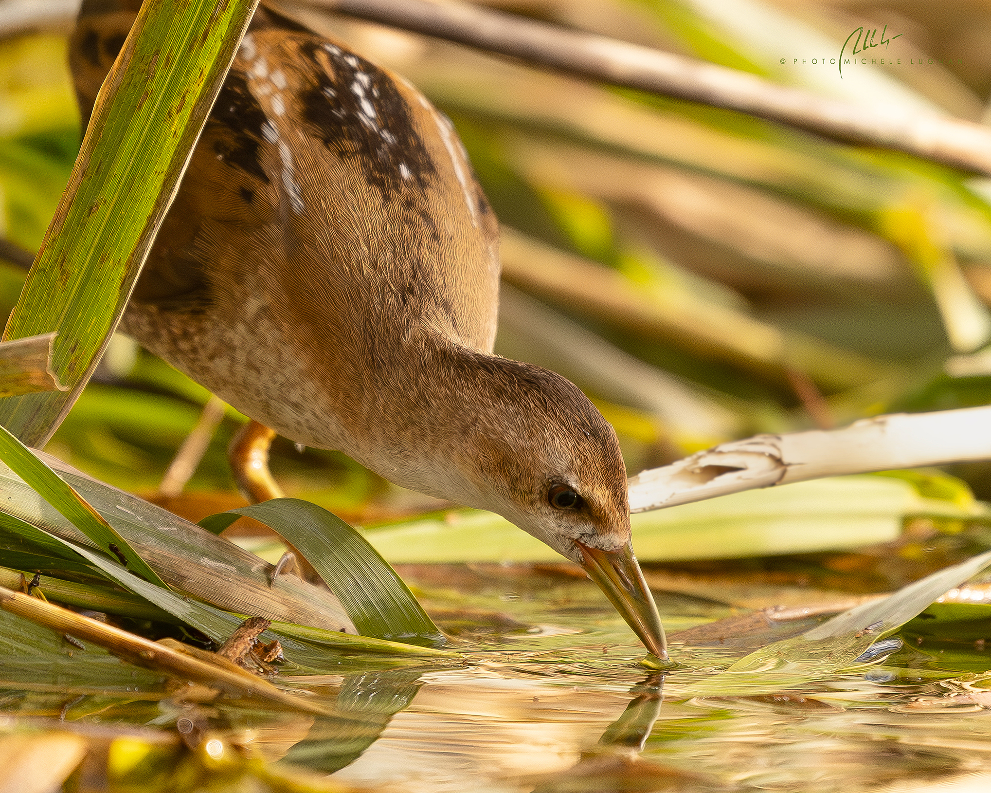 little crake