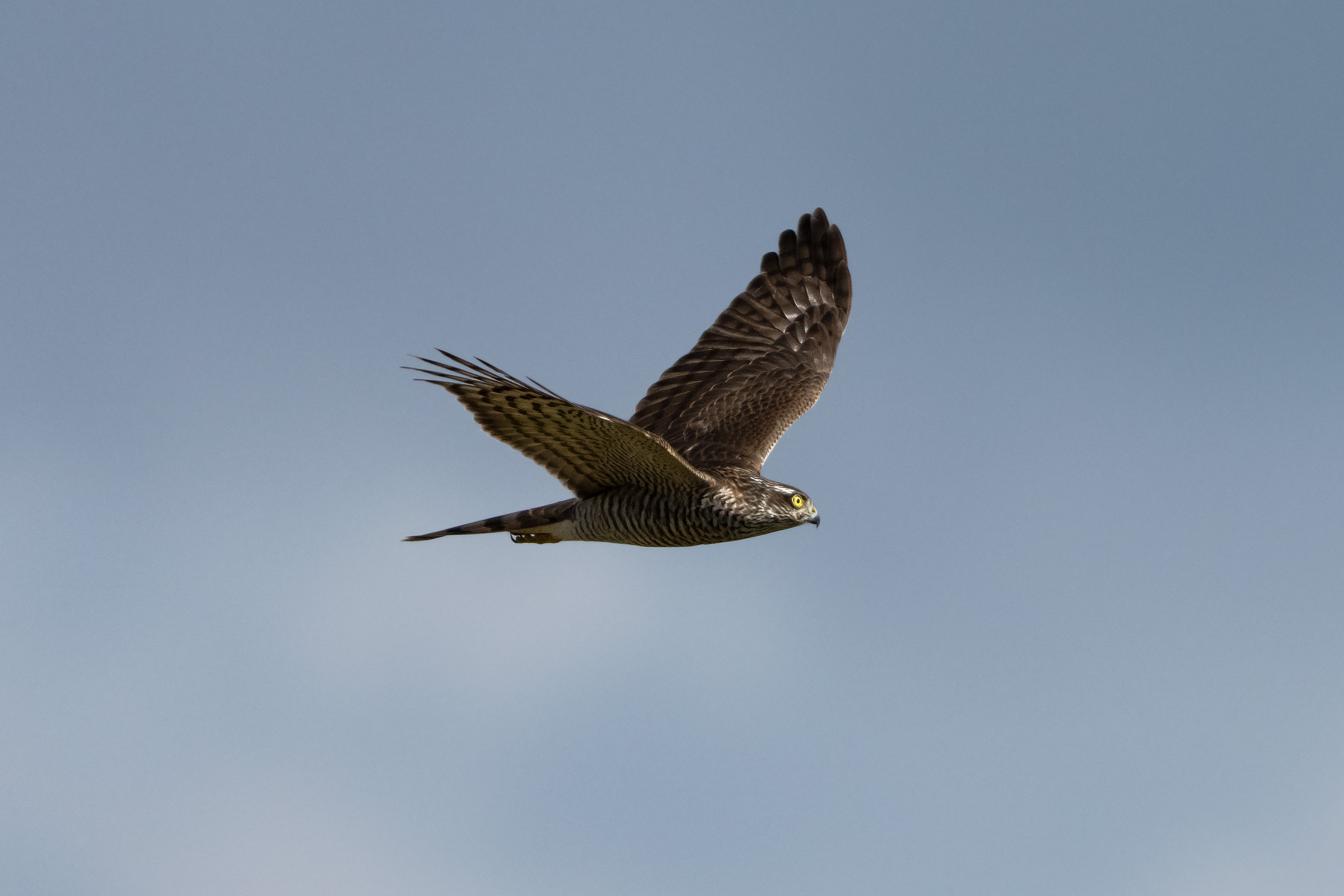 Sparviero o femmina di Astore