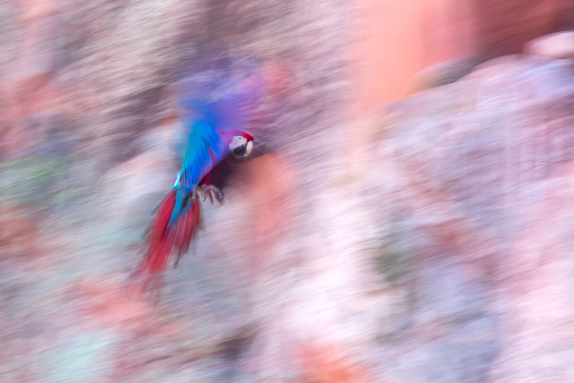 Rainbowraptor