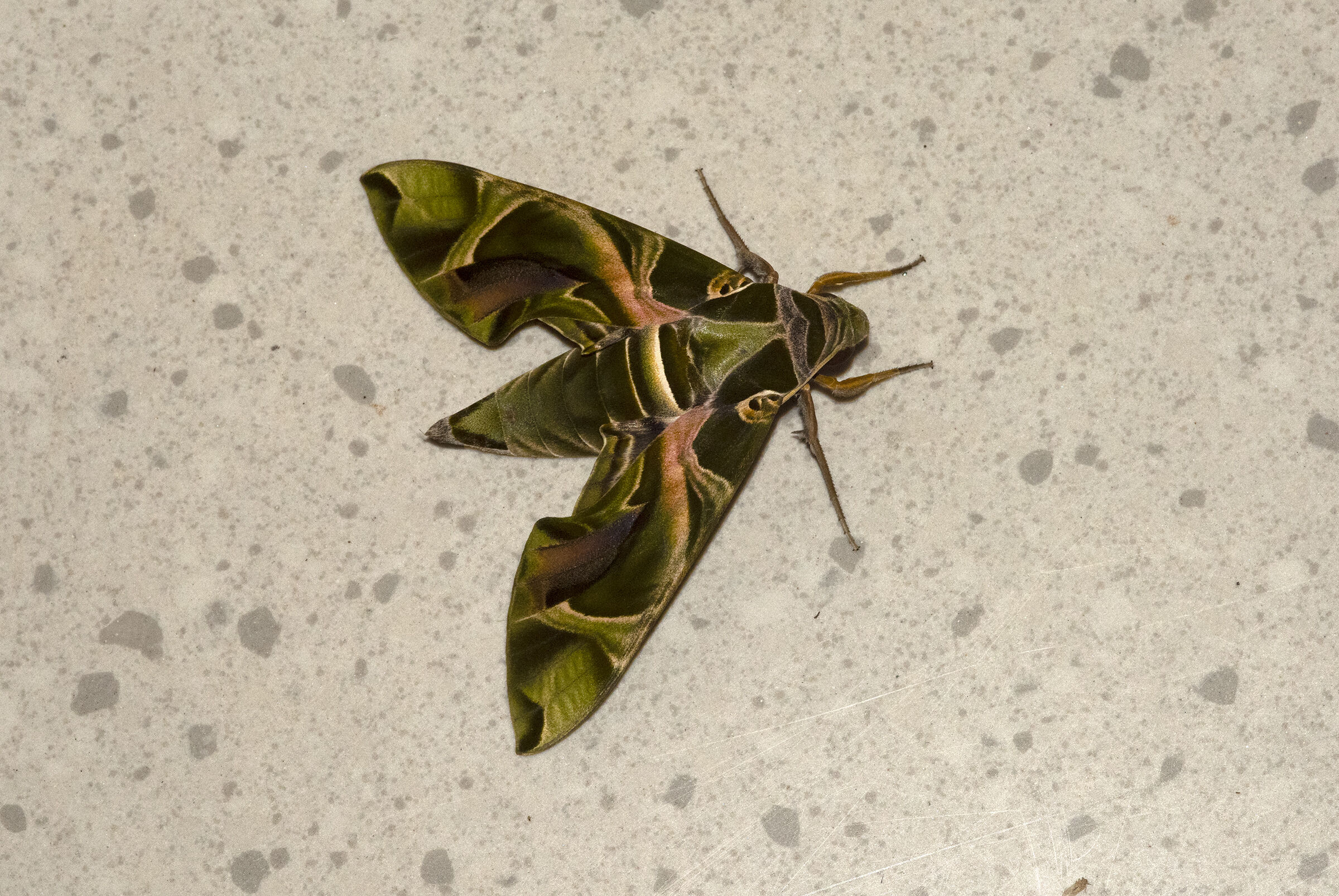 Falena - Conakry - Guinea