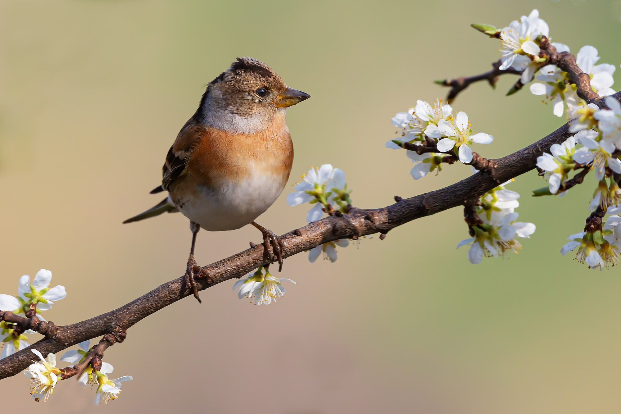 Brambling