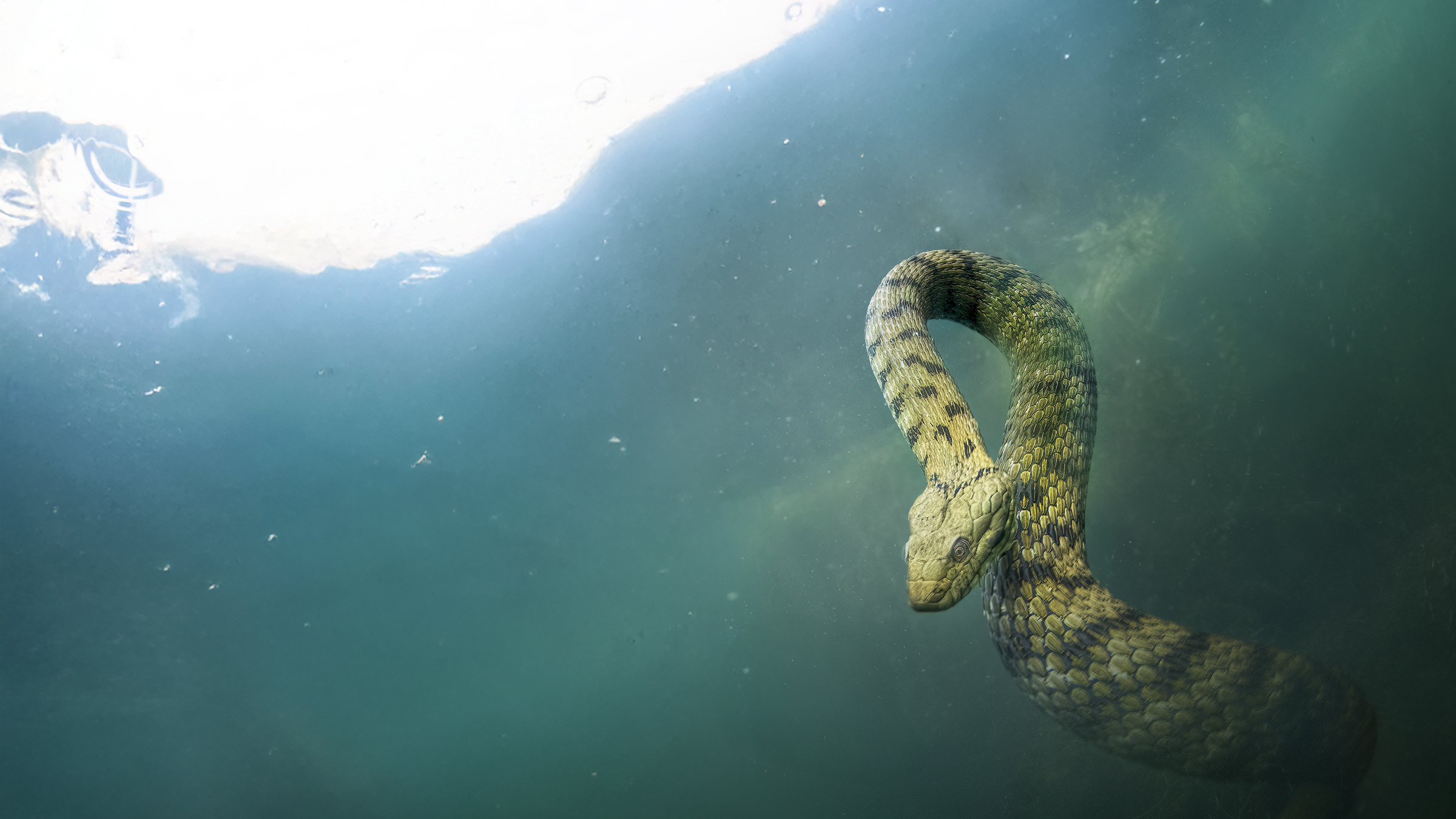 Natrix tassellata