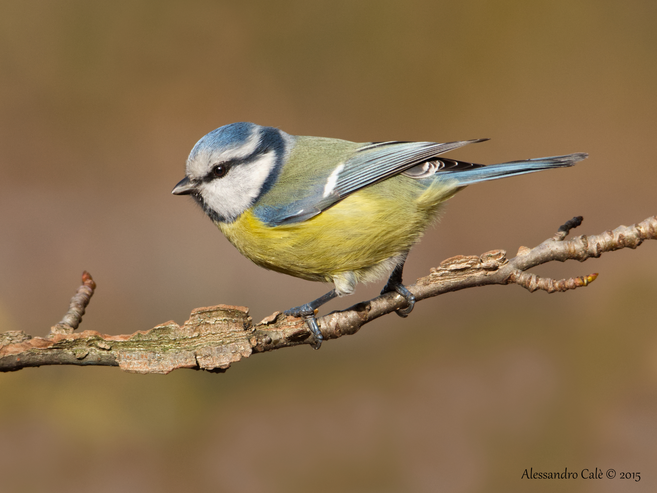 Cyanistes caeruleus (Cinciarella) 7099