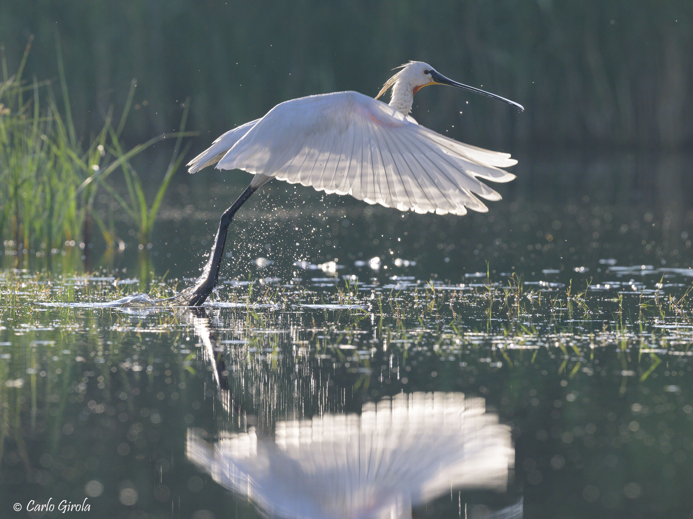 Spatola (Platalea leucorodia)