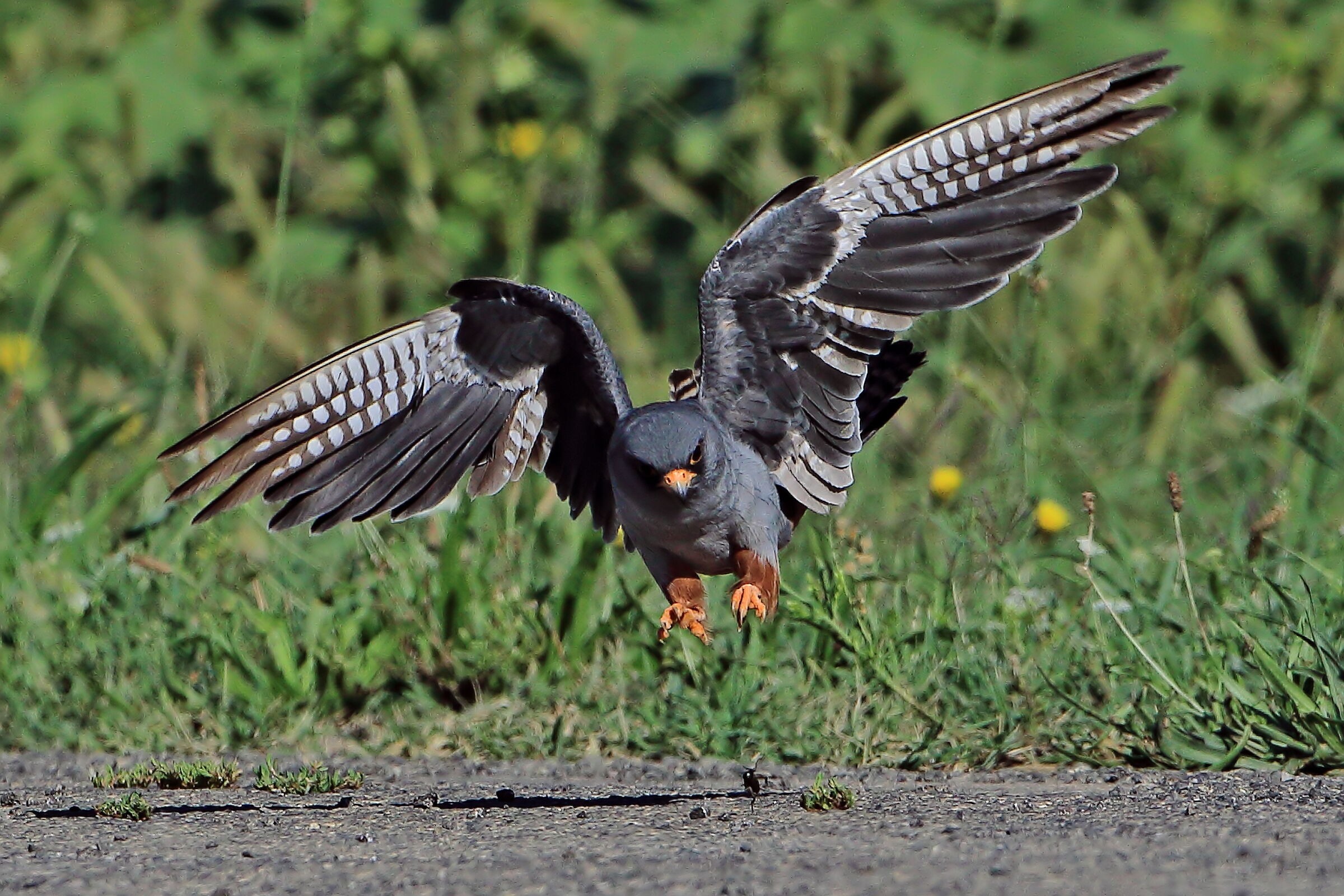 Attacco al grillo (Maschio adulto Falco Cuculo).