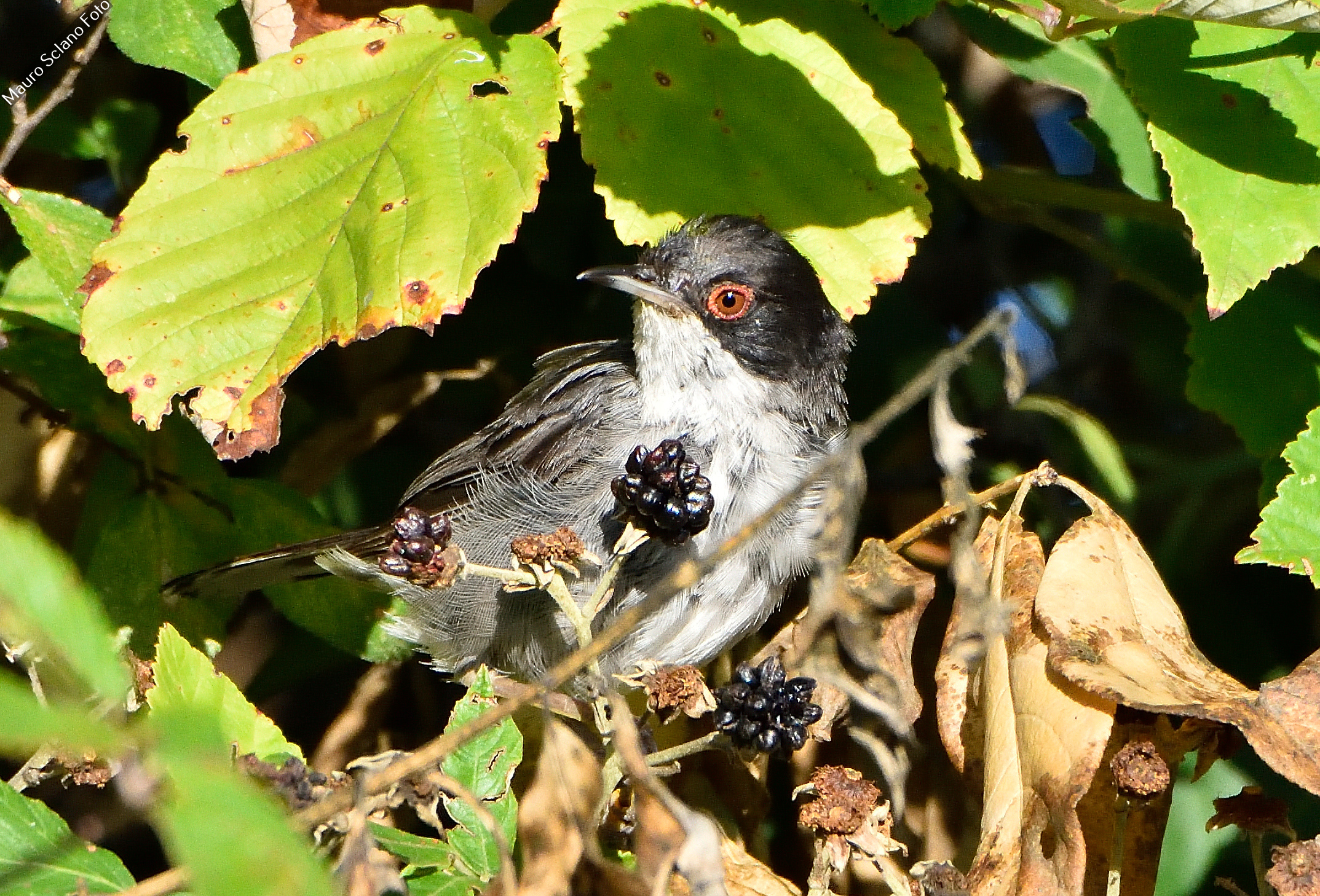 Sardinian warbler