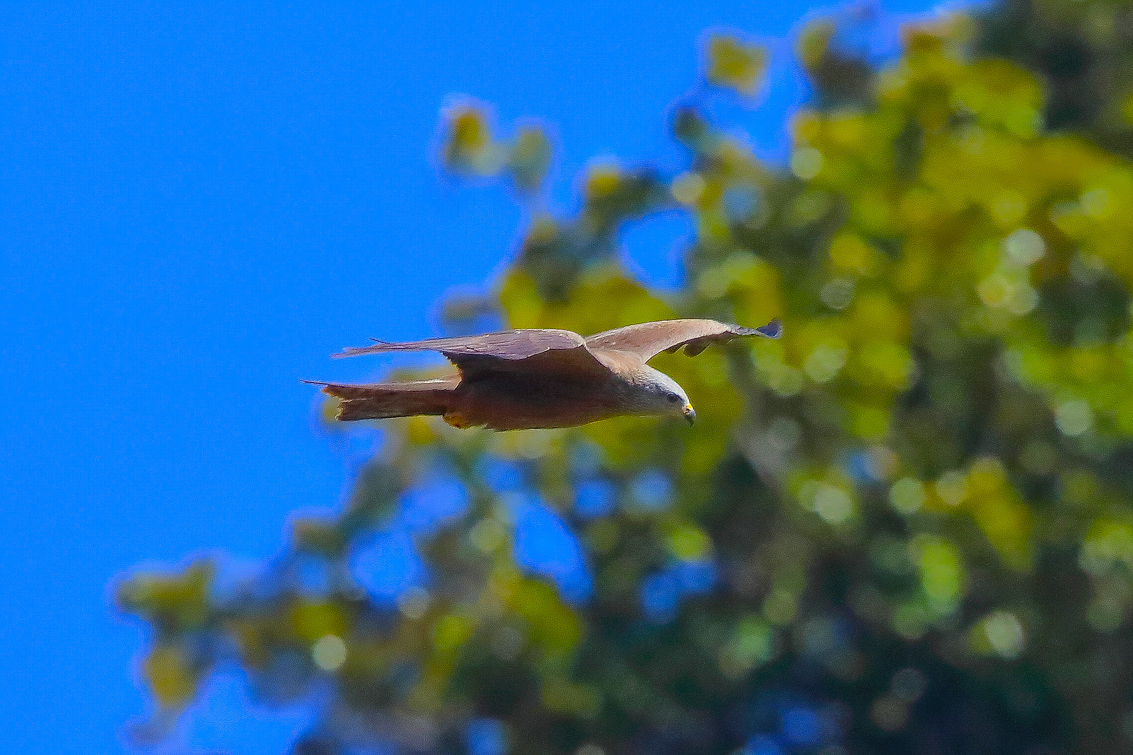 Nibbio bruno 01 aprile 2025 - 0145