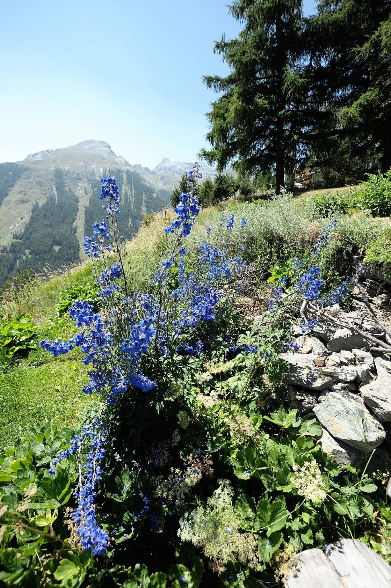 Fiori di fiori di Delphinium che danno un tocco di colo
