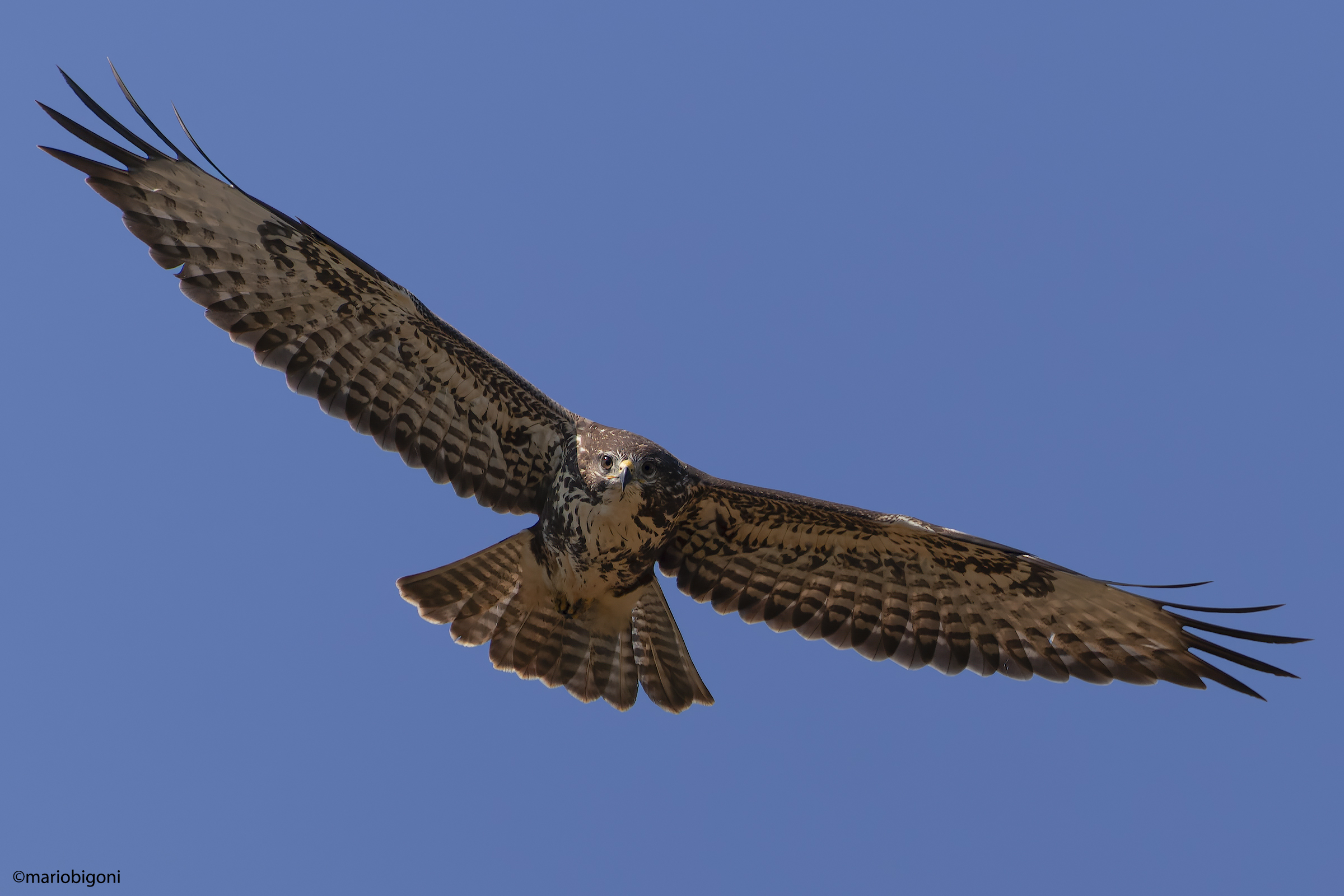 Buzzard