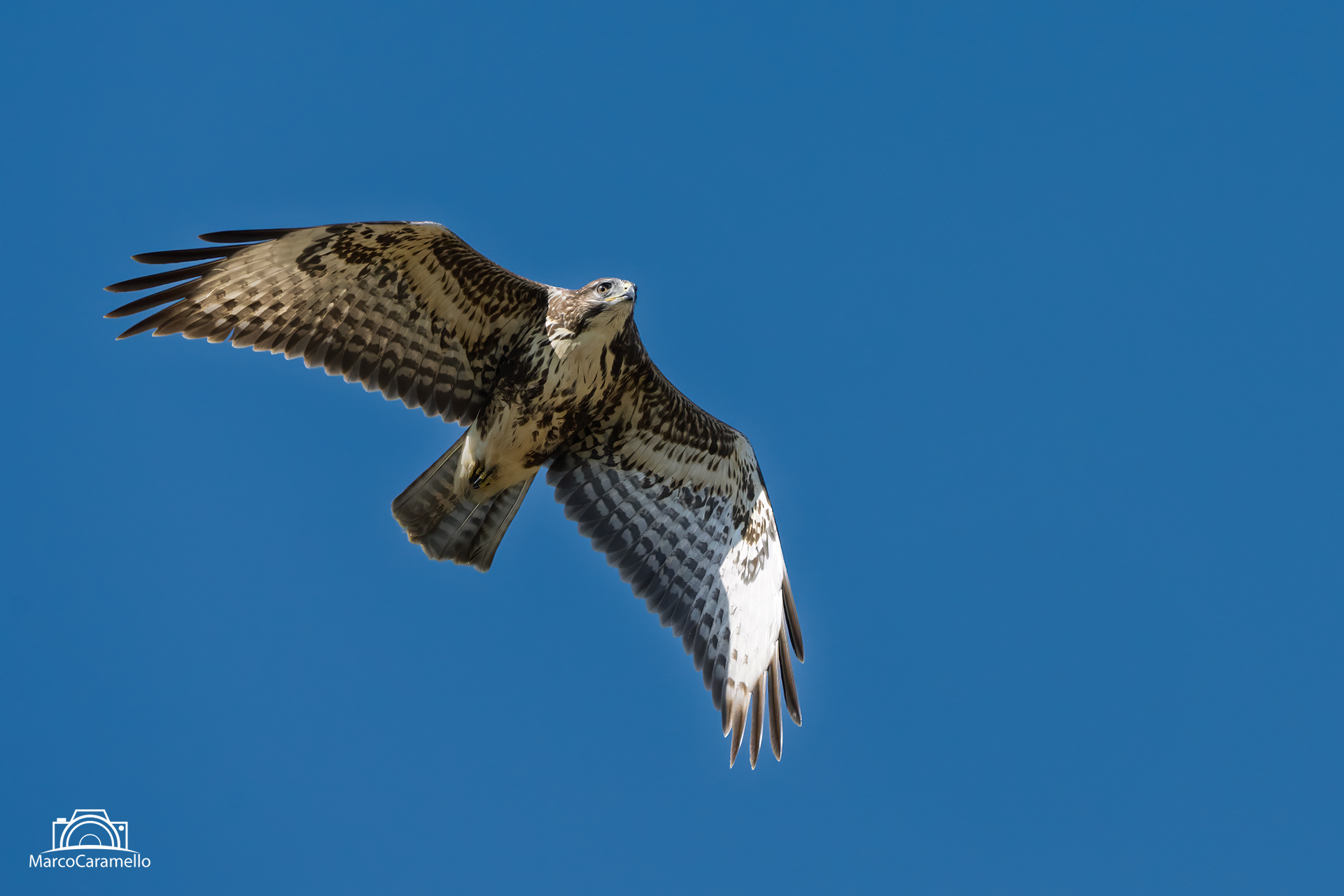 Buzzard