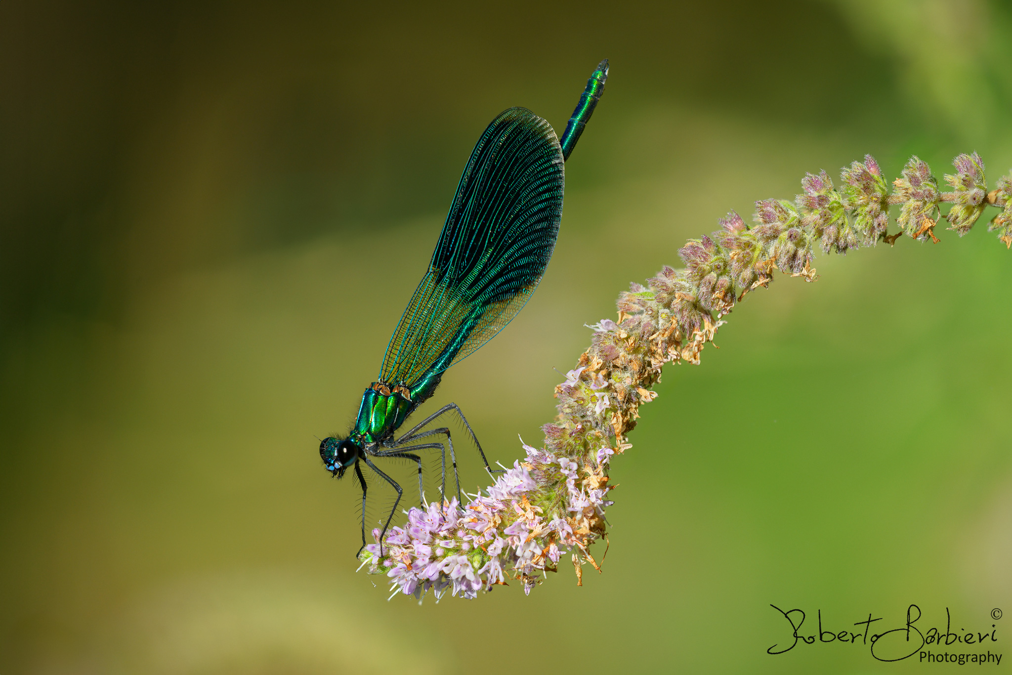 Portrait of Calopterix...