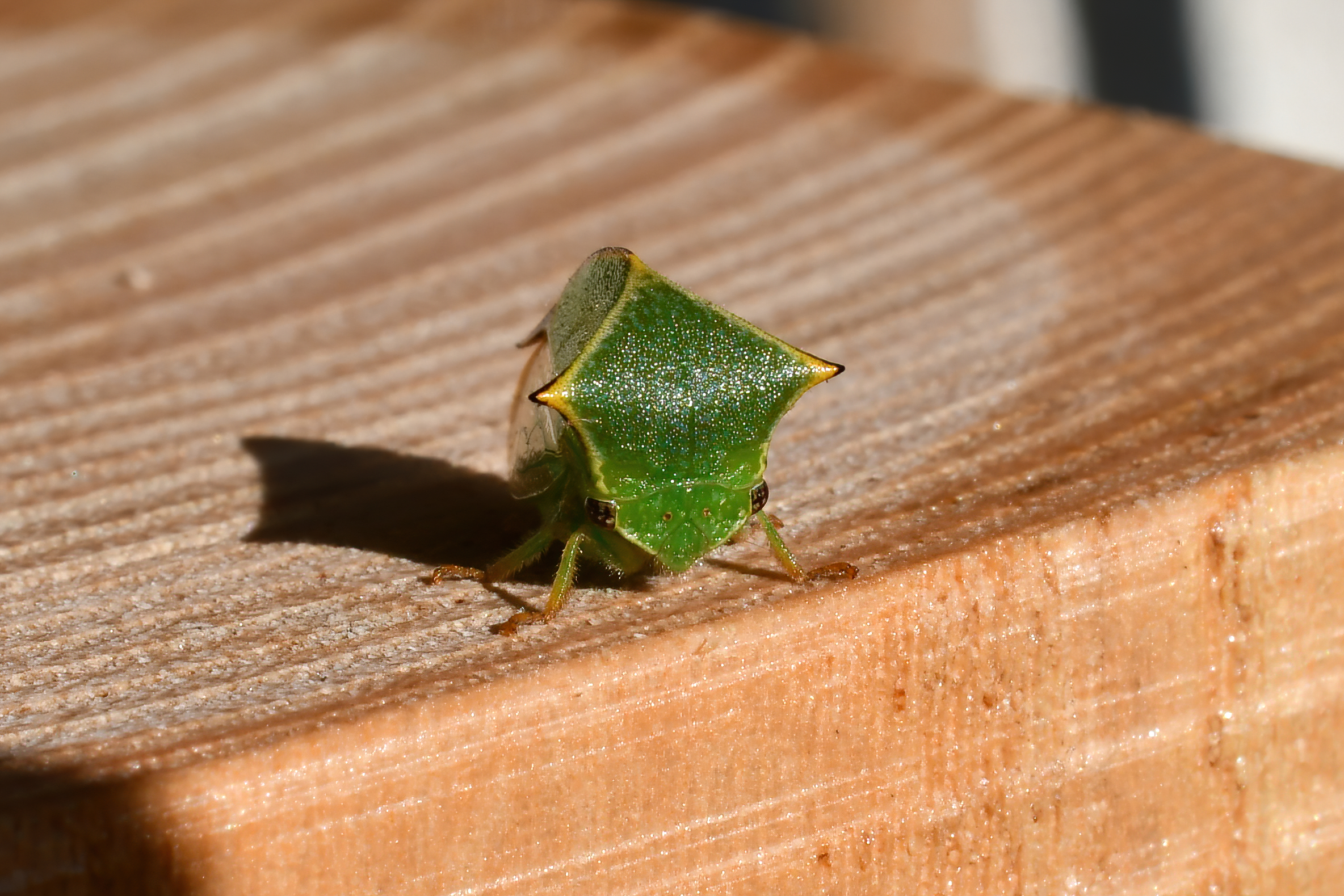 Bison Cicadella... 2