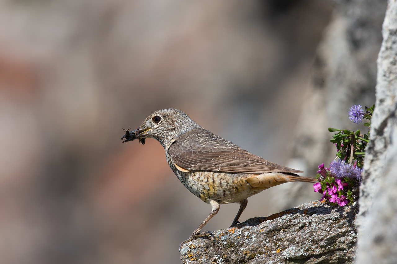 Rock Thrush female