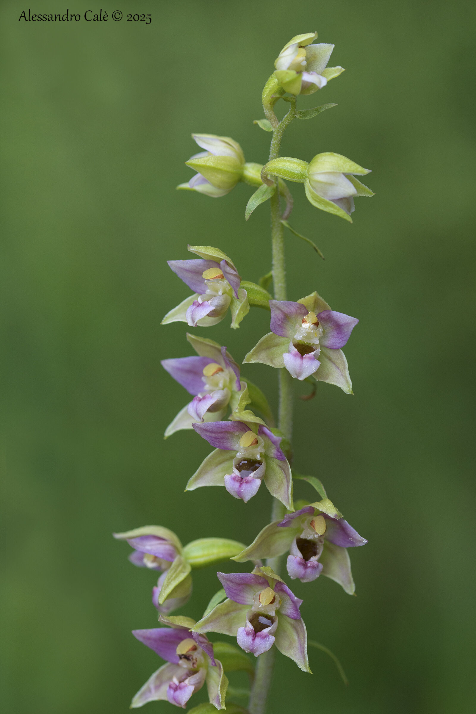 Epipactis helleborine (Elleborina comune) 7947