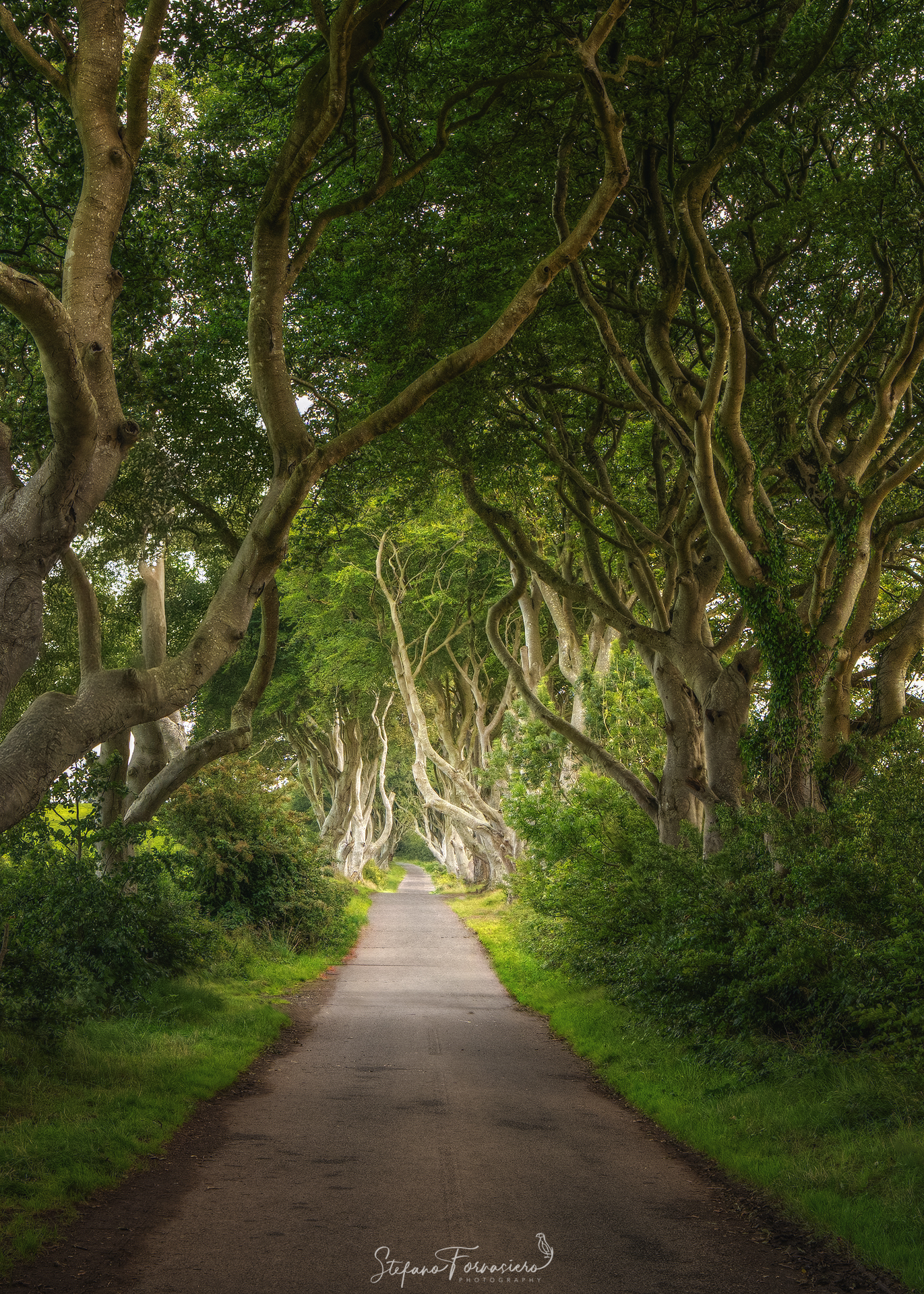 Dark Hedges