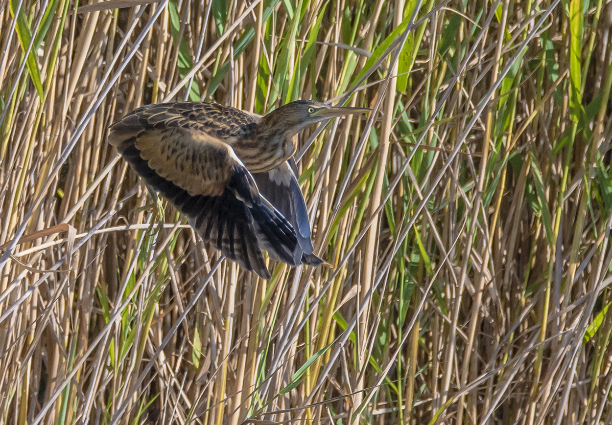 Little bittern
